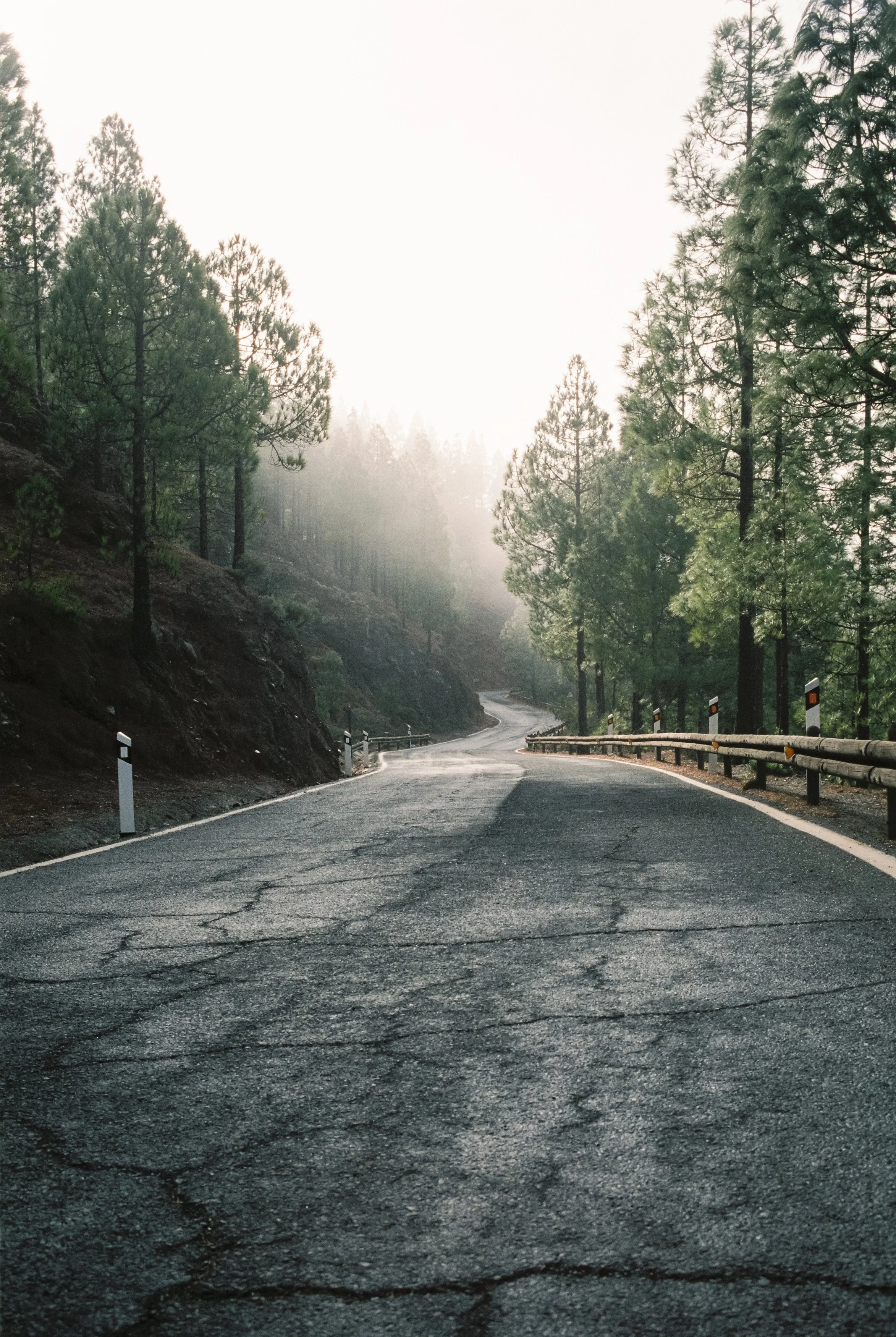 Kurviger, asphaltierte Straße durch Wald mit Kurven, umgeben von Kiefern, nebliges Licht