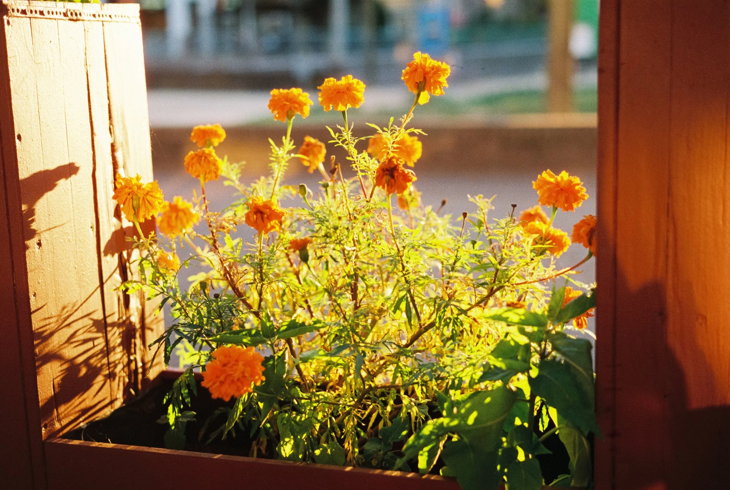 Blumen in einem Holzfensterkasten, Sonnenlicht, orange Blumen und grüne Blätter.