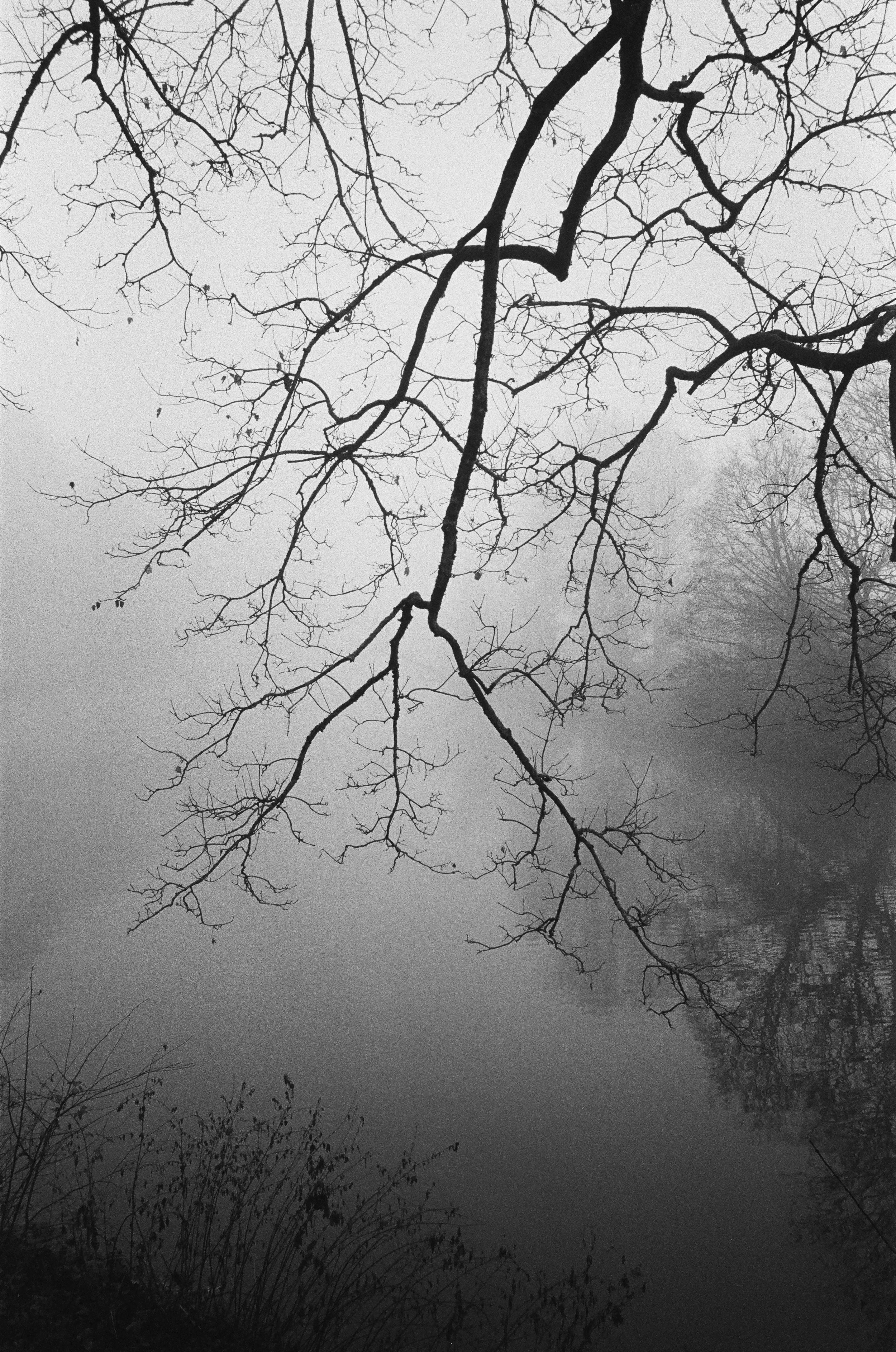 Nebelverhangene Szene mit einem Baum mit nackten Zweigen, die sich über einen ruhigen Fluss erstrecken, im schwarz-weißen Farbton.