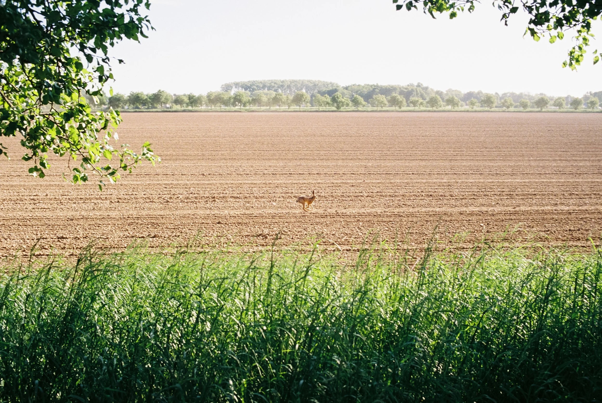 Eine offene Feldlandschaft mit einer einzelnen Ziege in der Mitte, umgeben von grünen Büschen und Bäumen im Hintergrund.