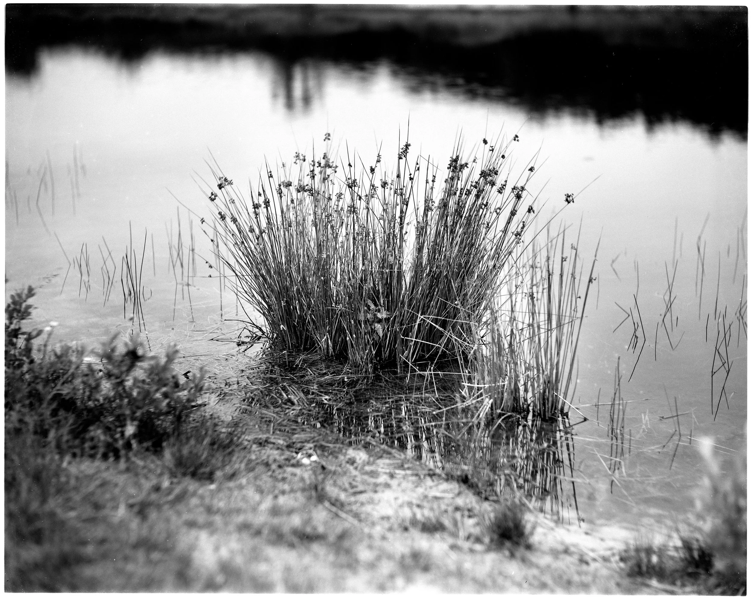 Schilf im Wasser an einem Ufer, im Hintergrund ist ein spiegelndes Gewässer sichtbar, schwarz-weiße Fotografie.
