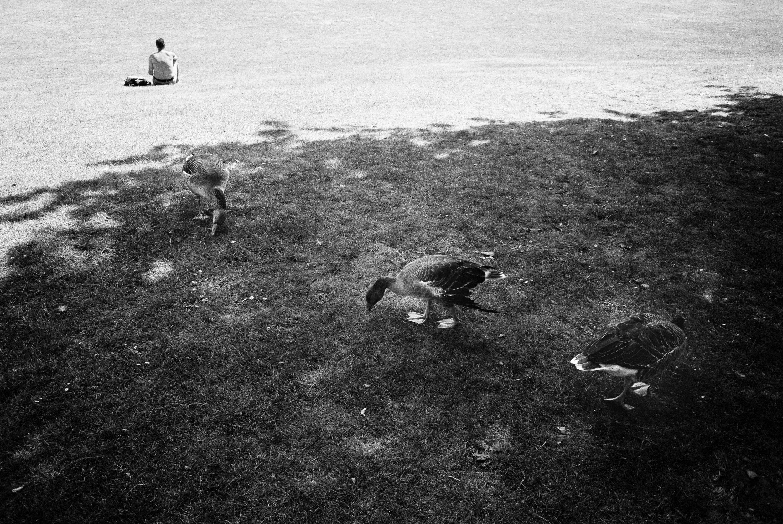 Drei Gänse auf einer grasbedeckten Fläche in Nahaufnahme, im Hintergrund eine Person sitzt am Strand.