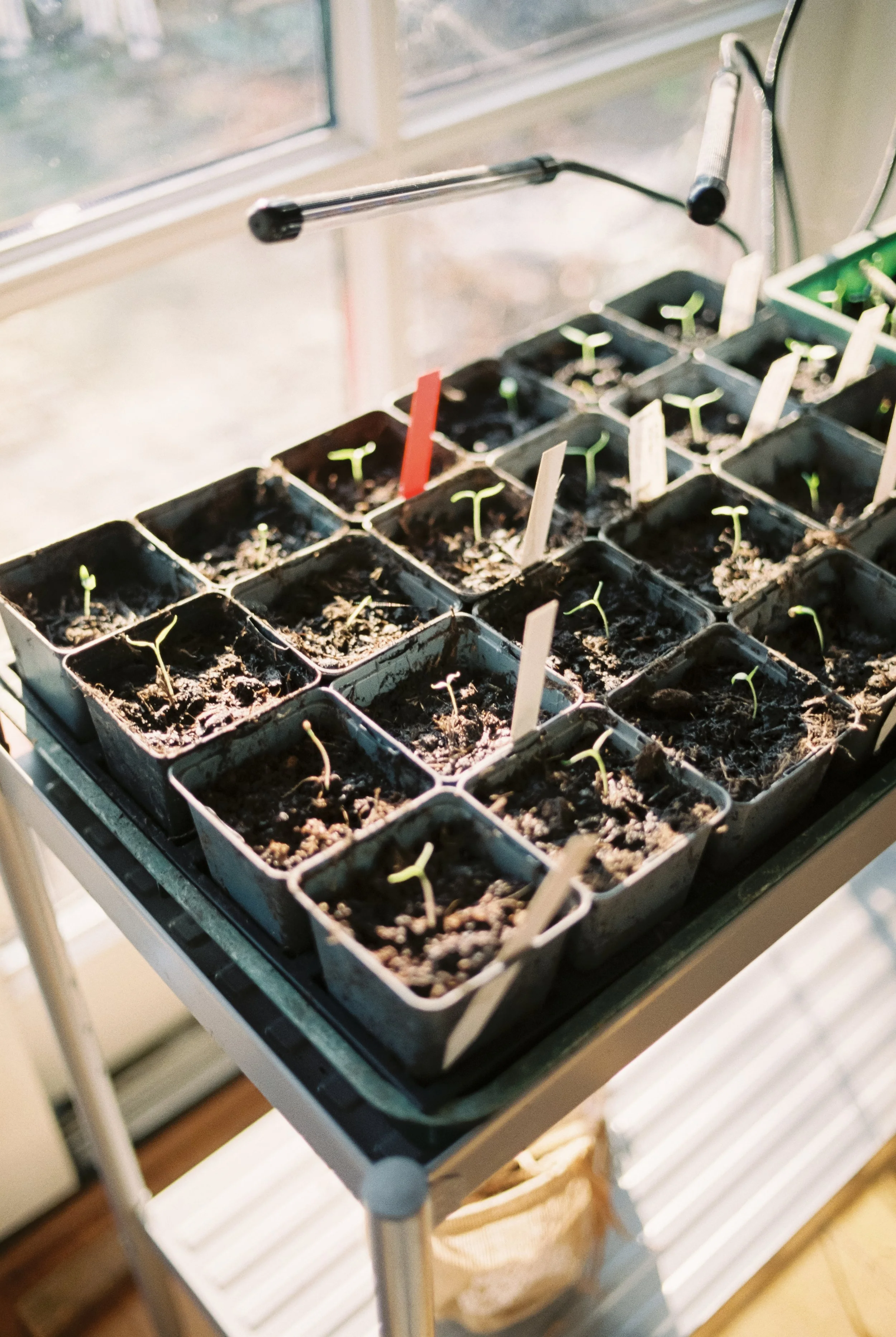 Junge Pflänzchen in kleinen Töpfen auf einem Fensterbrett.