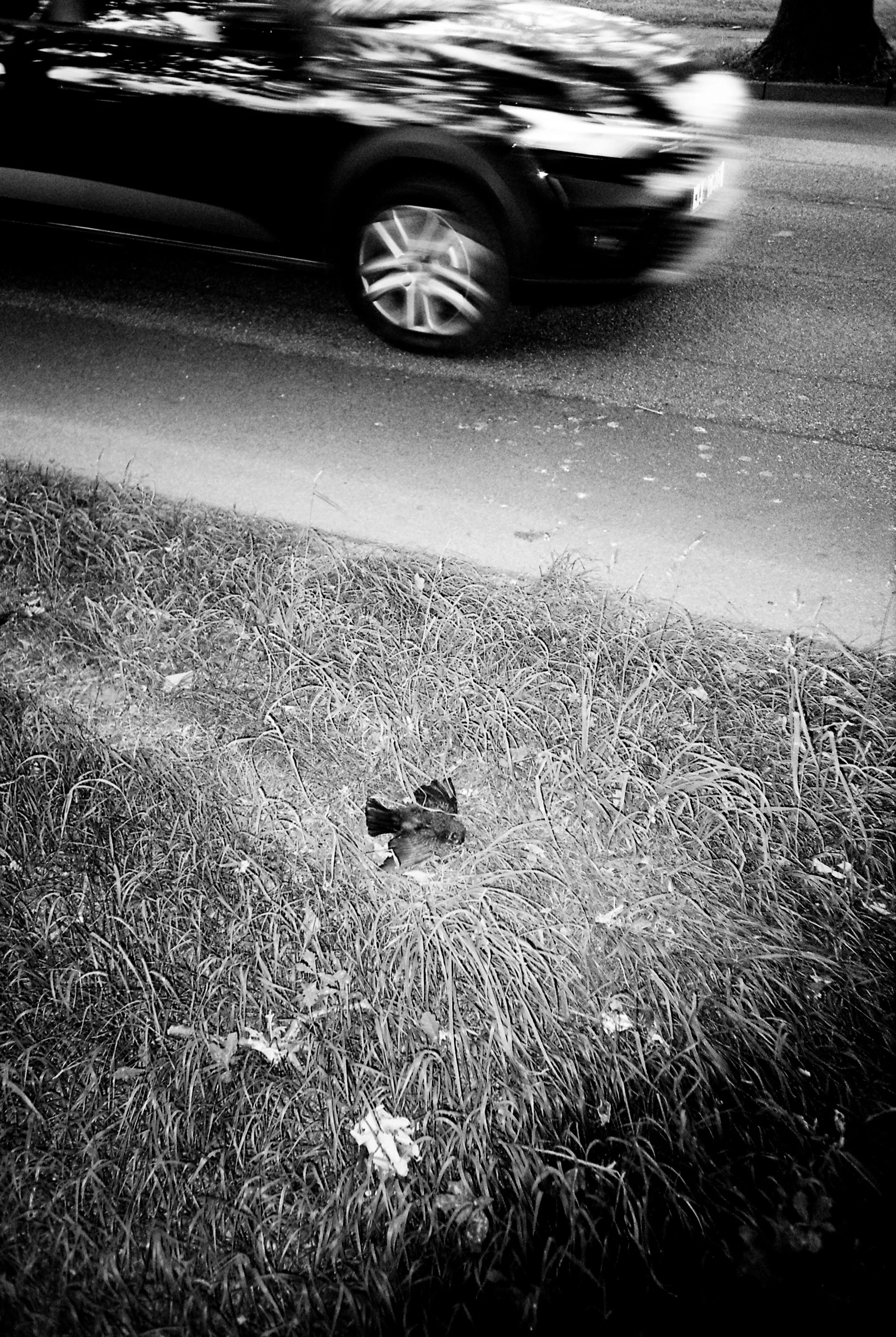 Ein Auto fährt auf einer Straße vorbei, während im hohen Gras auf dem Seitenstreifen ein Vogel sitzt.