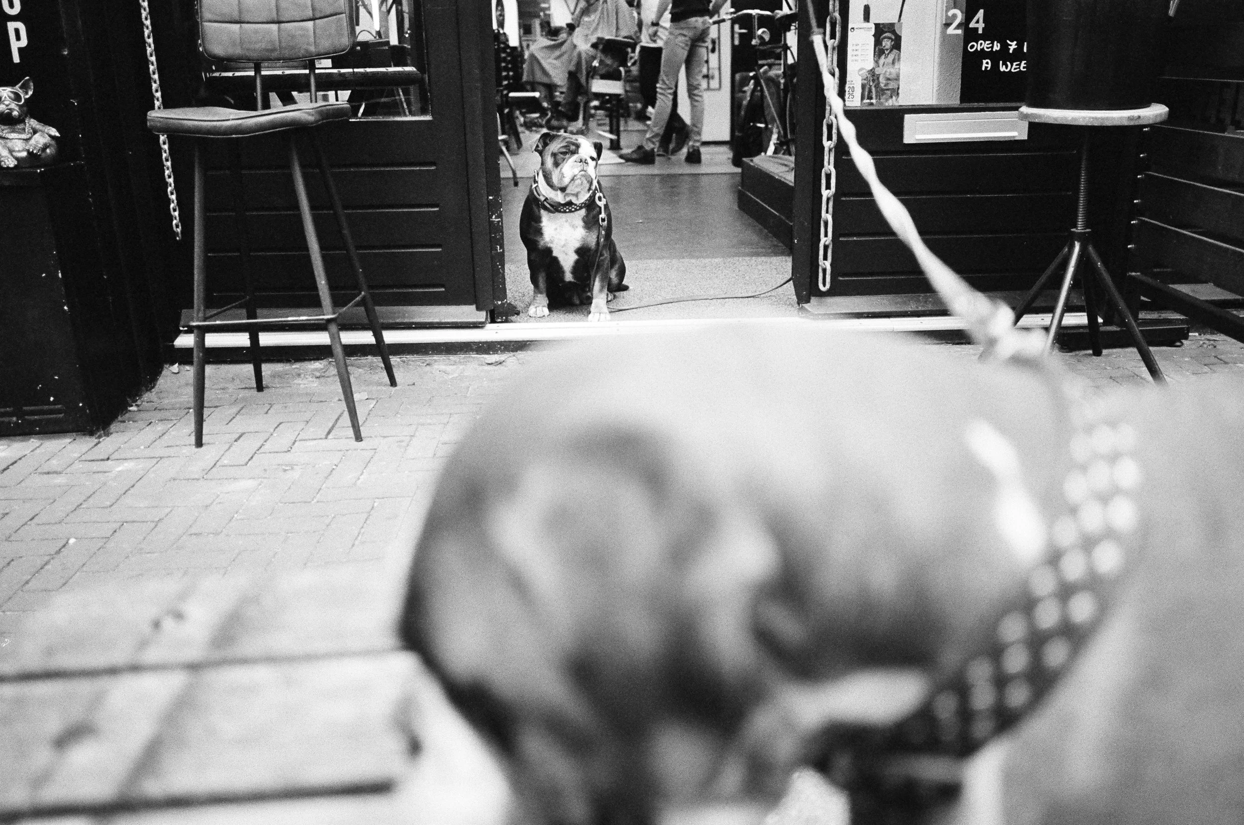 Schwarz-weiß-Foto einer Straßenszene mit zwei Hunden, einer im Vordergrund und einer sitzenden vor einem Laden im Hintergrund.