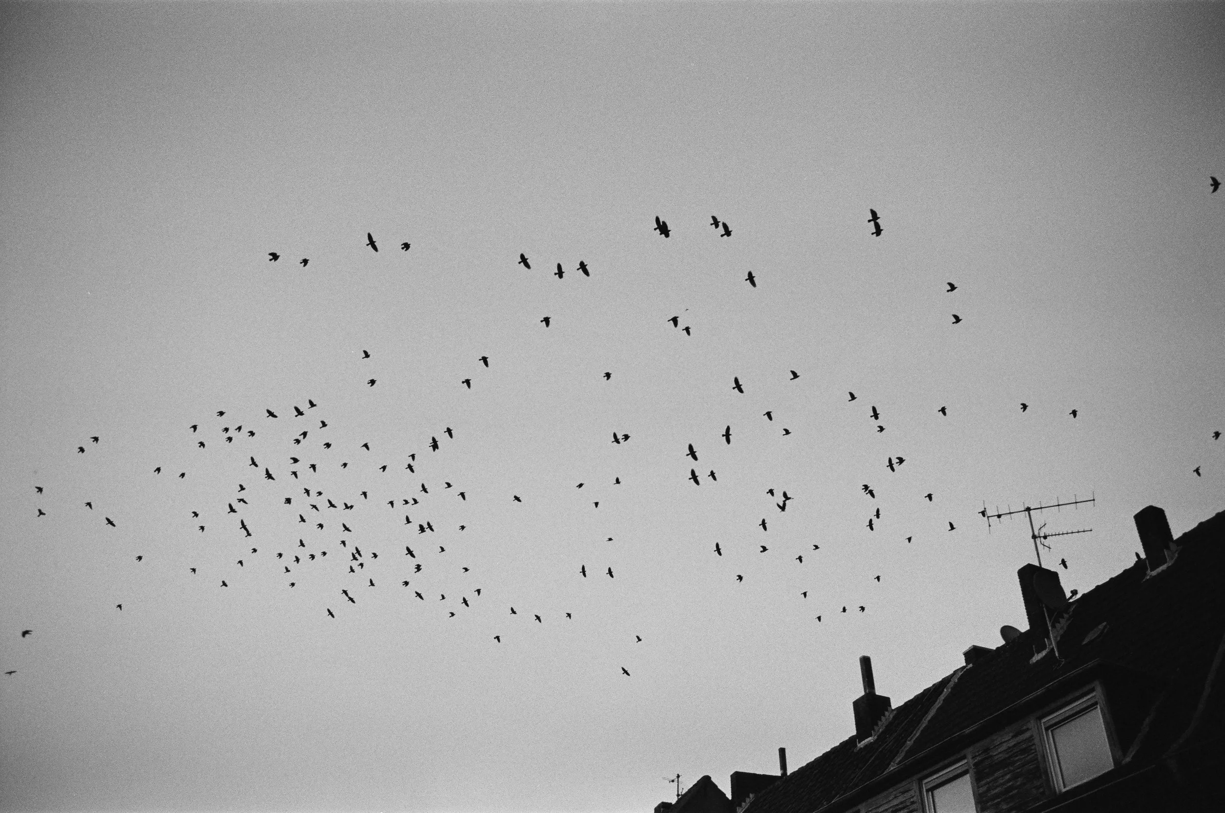 Schwarze Vögel fliegen über die Dächer einer Stadt bei Sonnenuntergang, im Schwarz-Weiß-Stil.