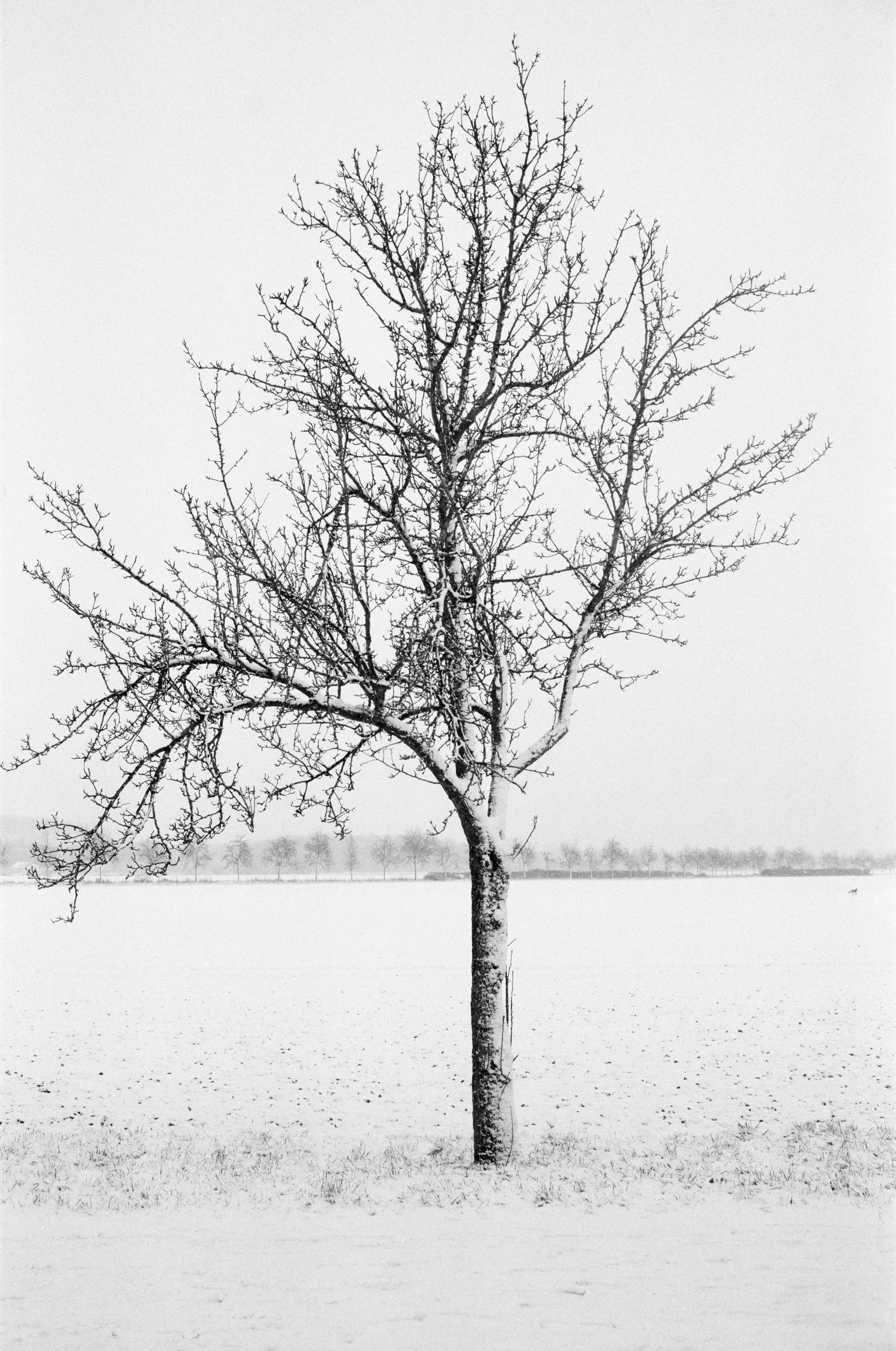 Baum ohne Blätter im Schnee auf einem weiten offenen Feld, im Hintergrund eine Reihe weiterer Bäume in der Ferne, winterliche Szene, schwarz-weißer Fotostil.