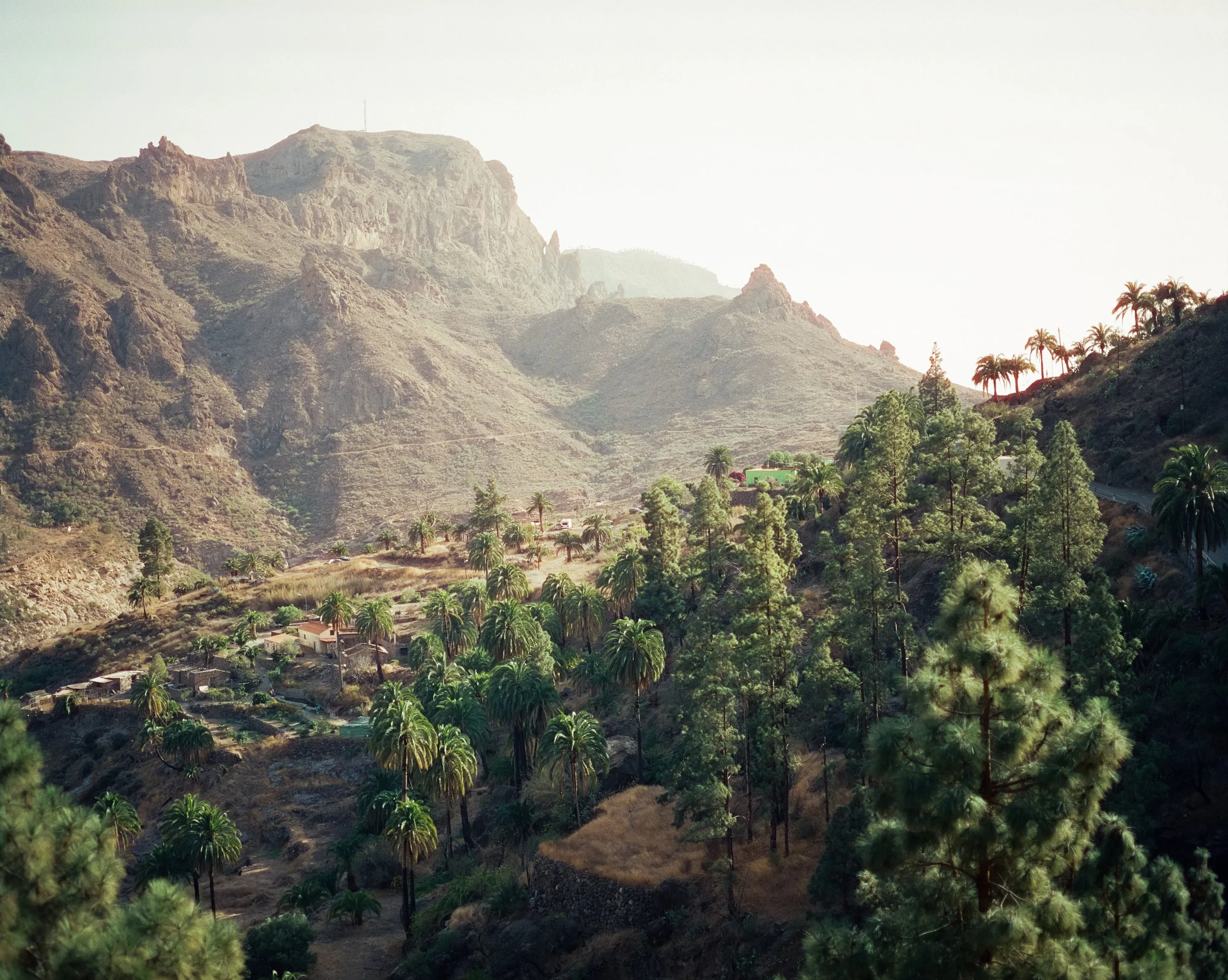 Landschaft mit Bergen im Hintergrund, üppigem Grün und Palmen im Vordergrund.