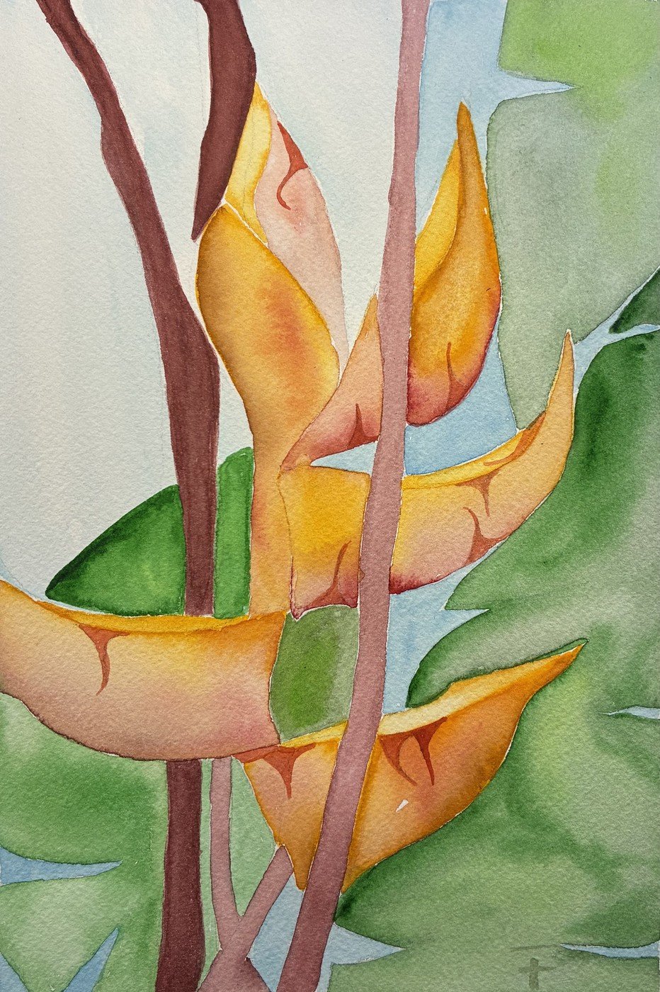 Aquarelle représentant un Héliconia dans les tons orangés à 5 branches
