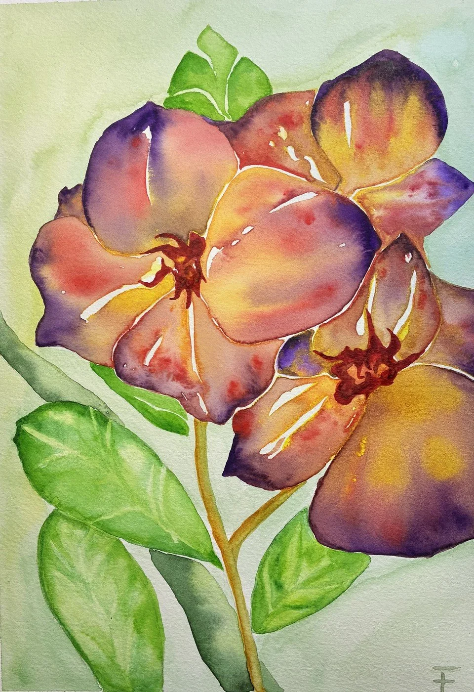 Aquarelle avec trois fleurs, avec des grands pétales dans les tons violets, orange, rouges