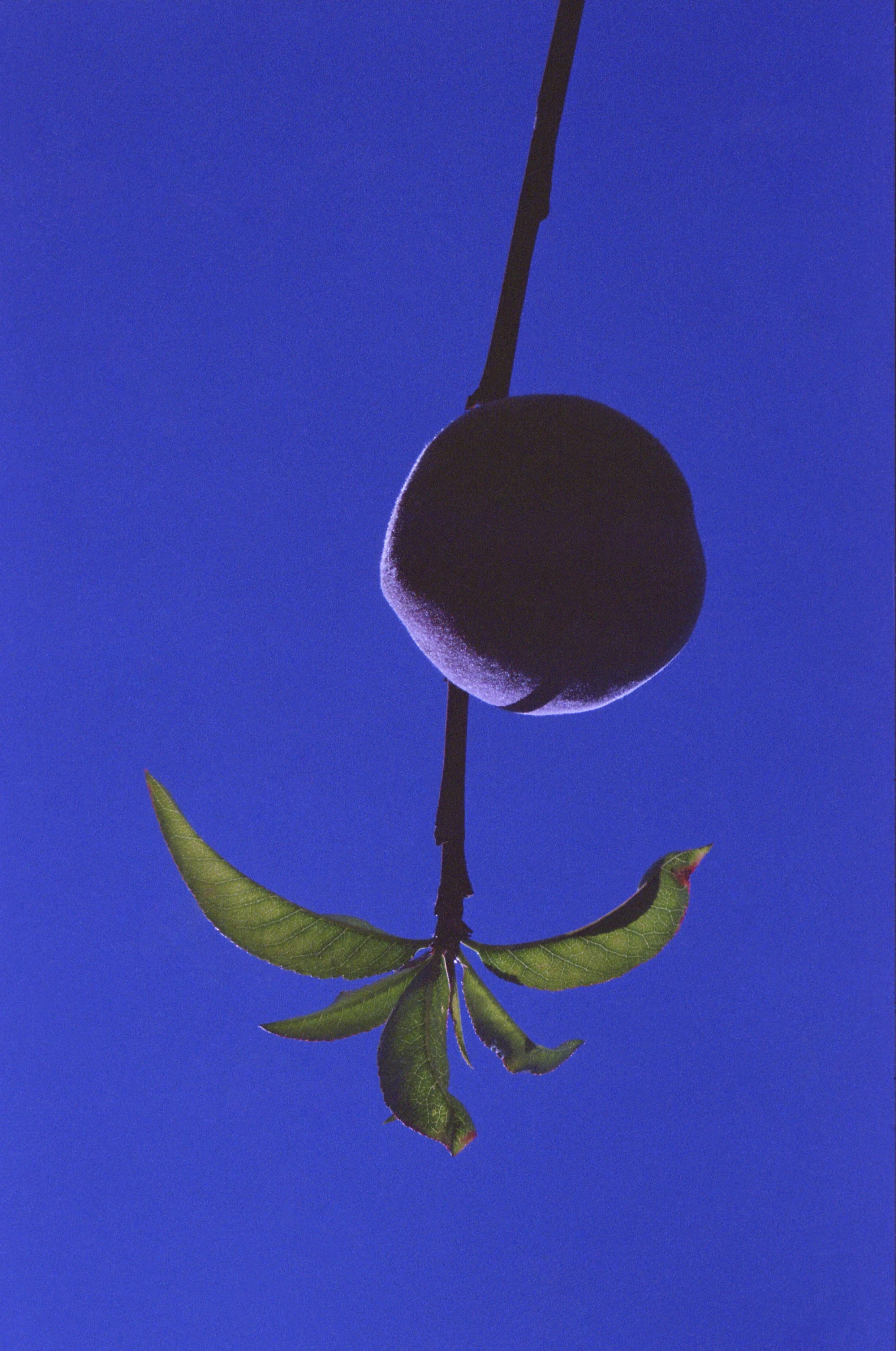 © Marisol Mendez