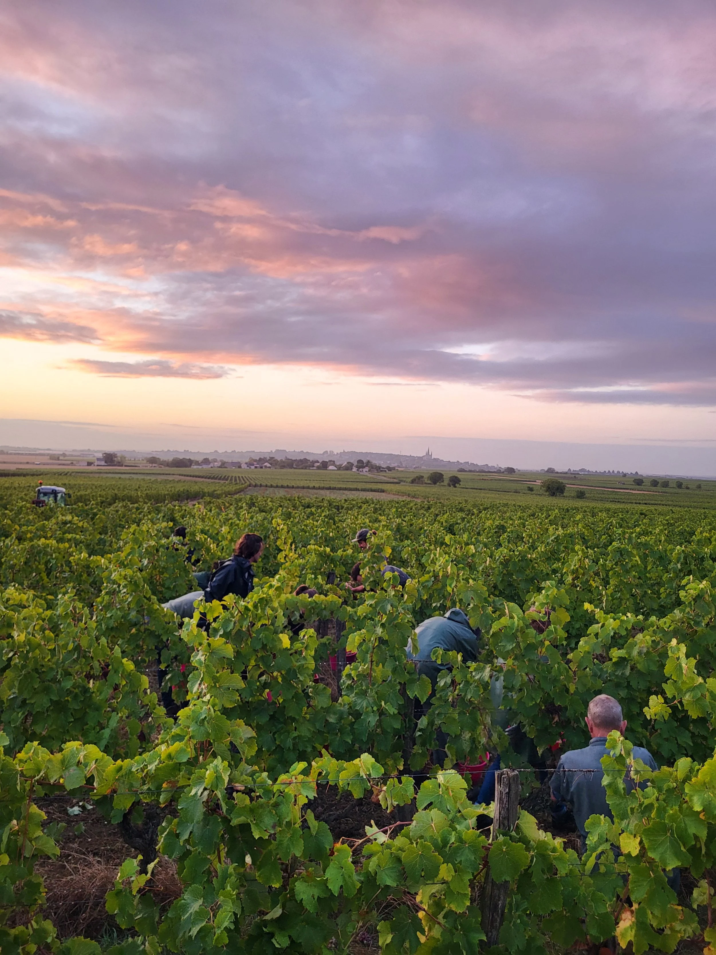 Vendanges 2026 : On recrute !