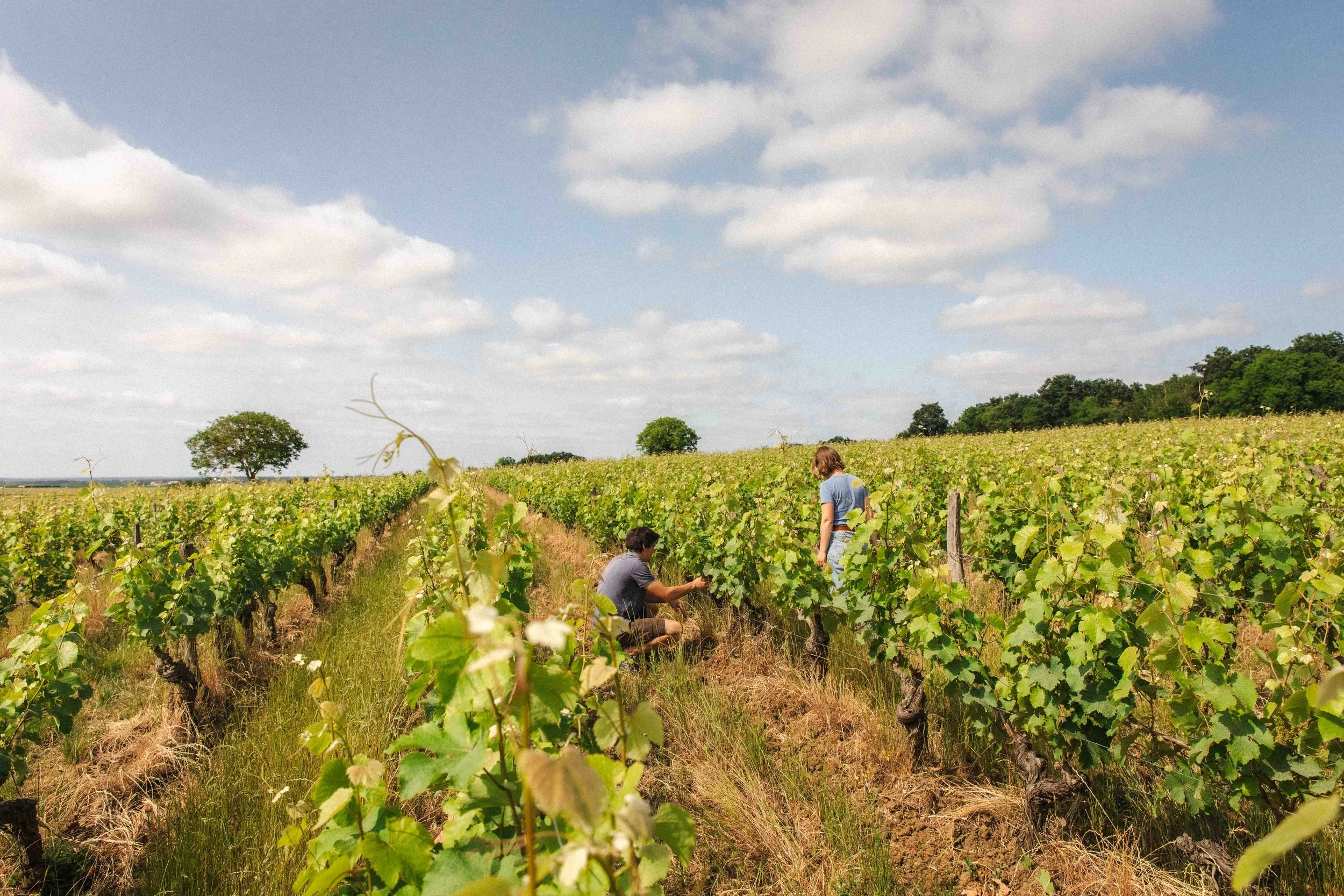 Perrine et Thibault dans leurs vignes