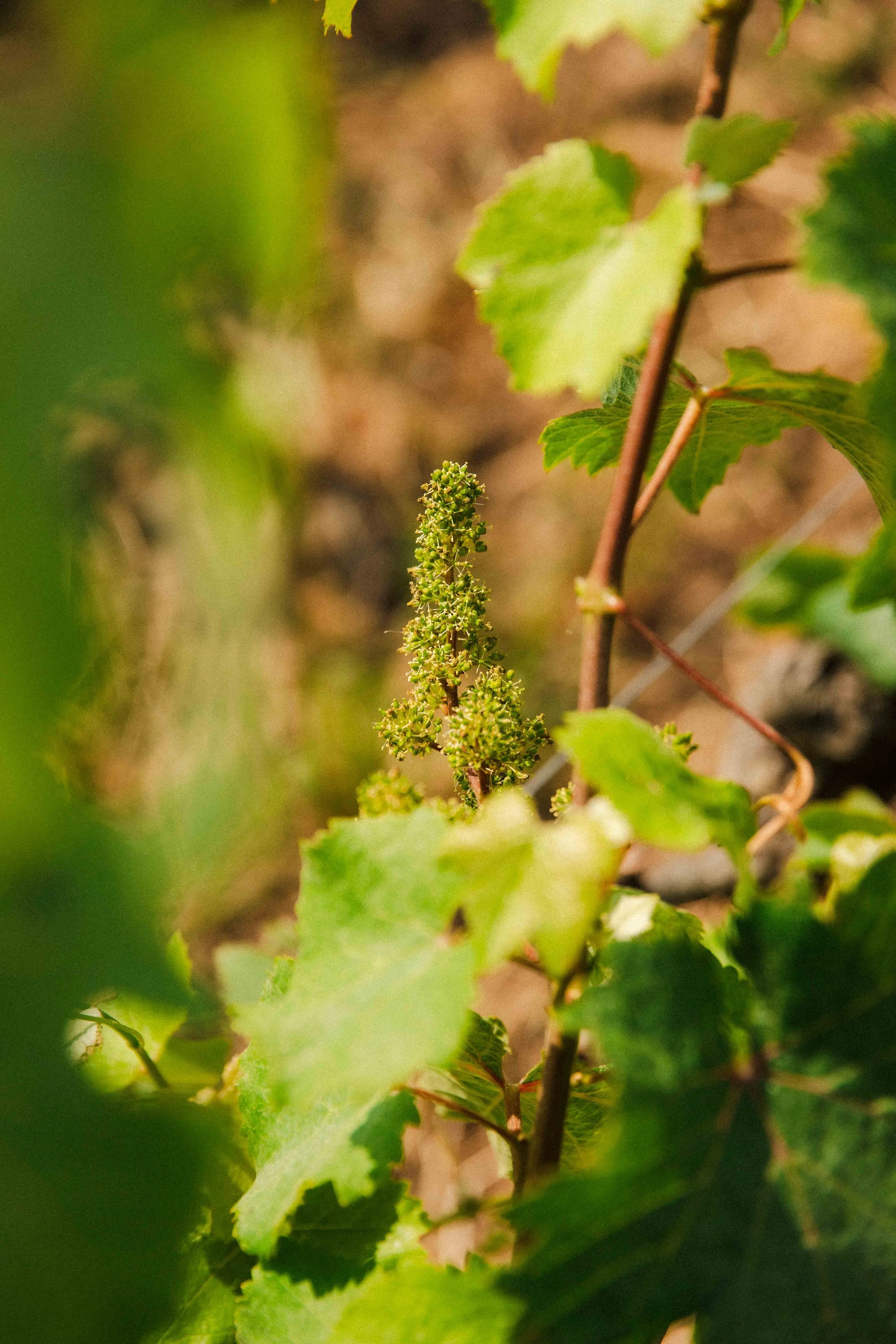 Gros plan sur un grapillon de raisin en fleurs