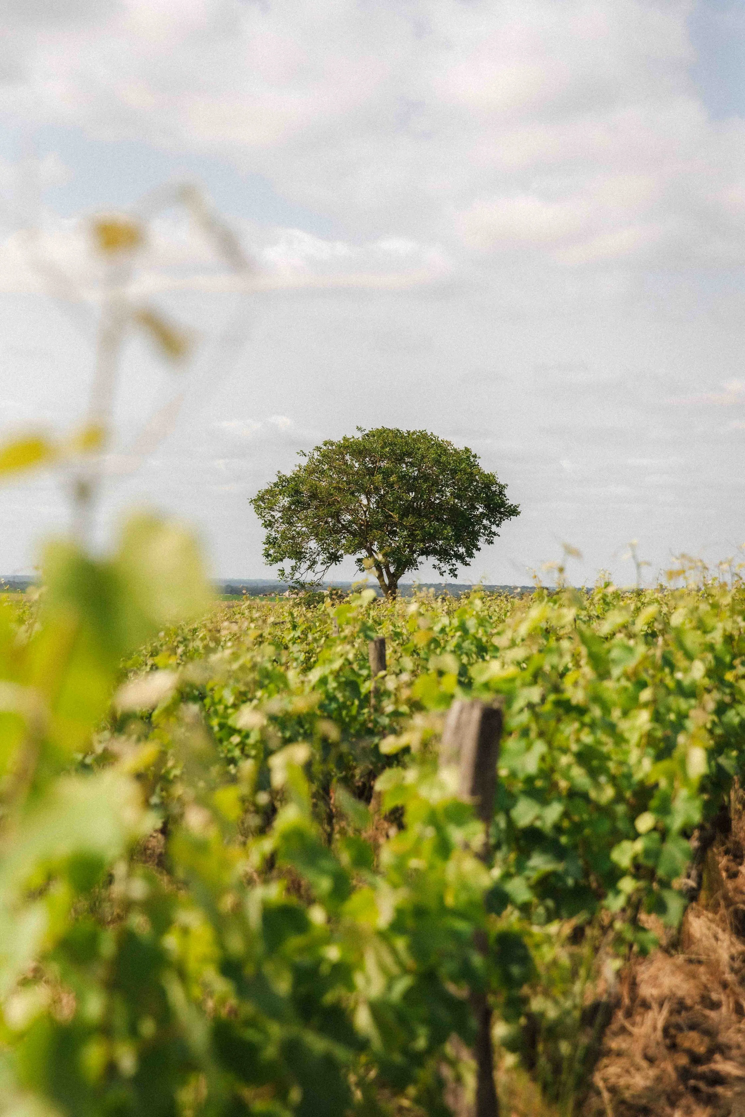 Un arbre isolé entouré de vignes