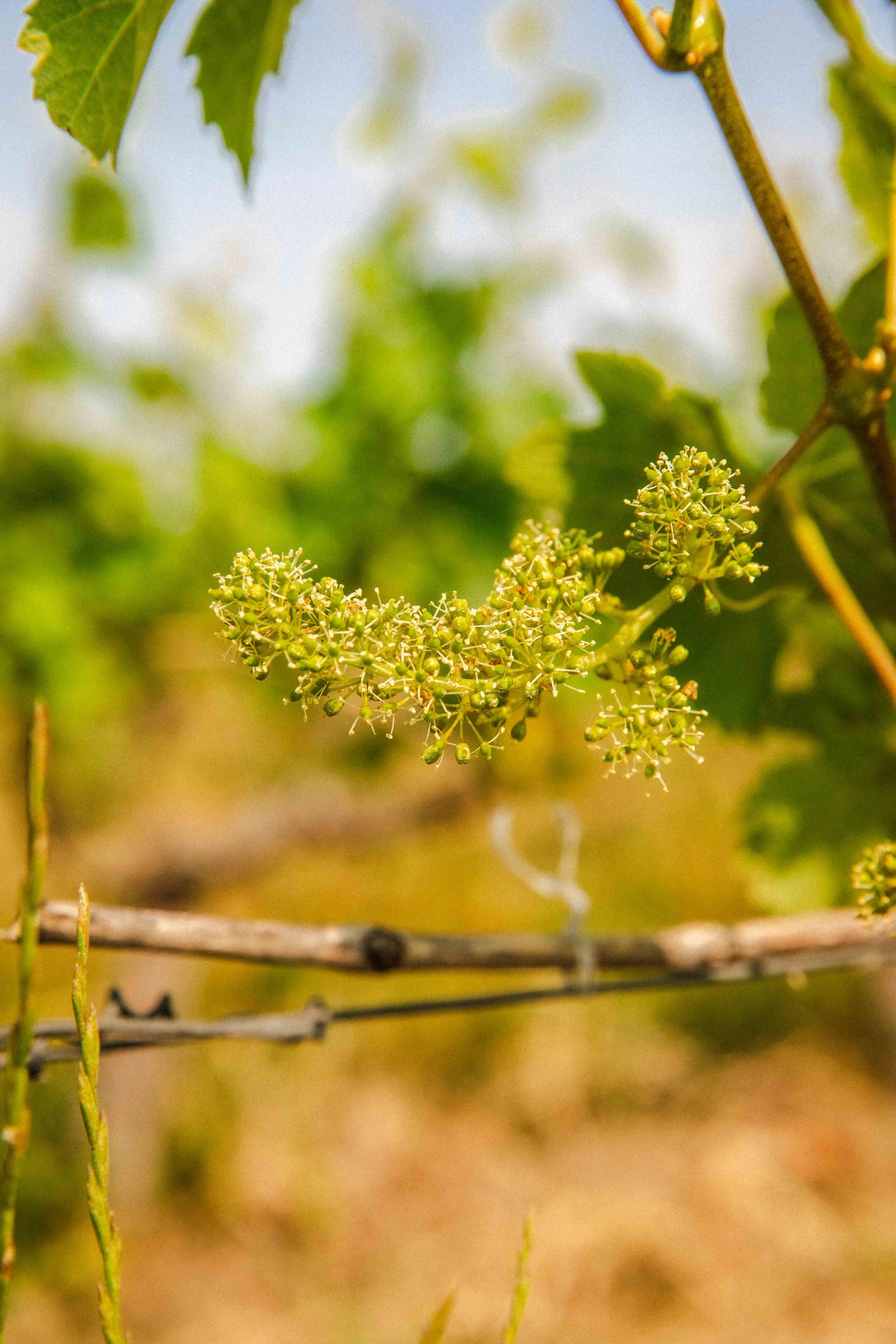 Gros pan sur un grapillon de raisin juste après la floraison