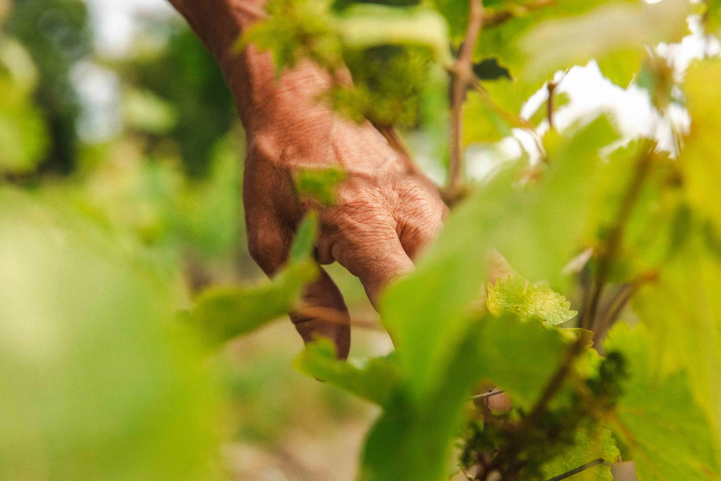 Gros plan sur la main d'un ouvrier viticole parmi des feuilles de vignes