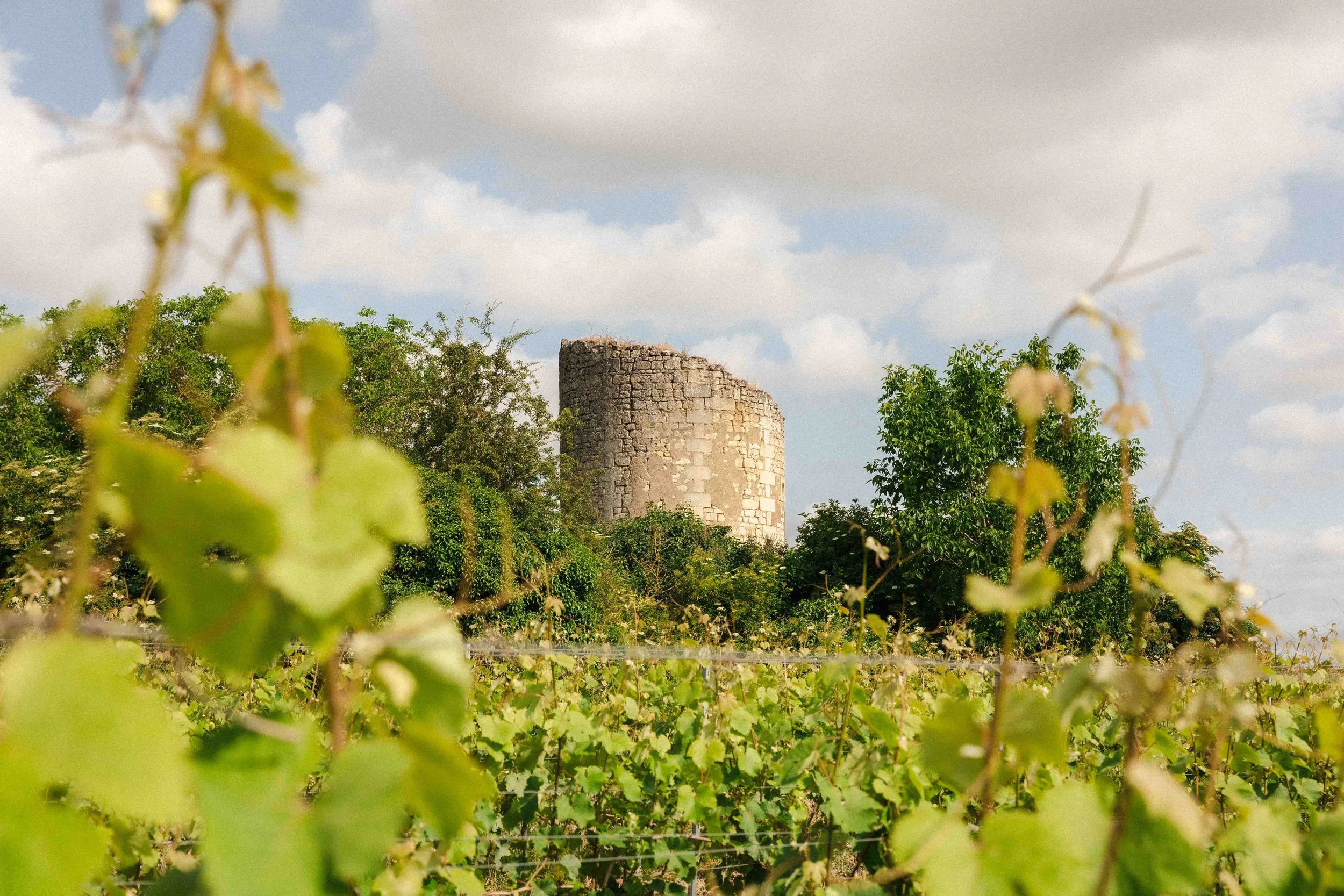 Un vieux moulin en ruines au milieu de vignes.