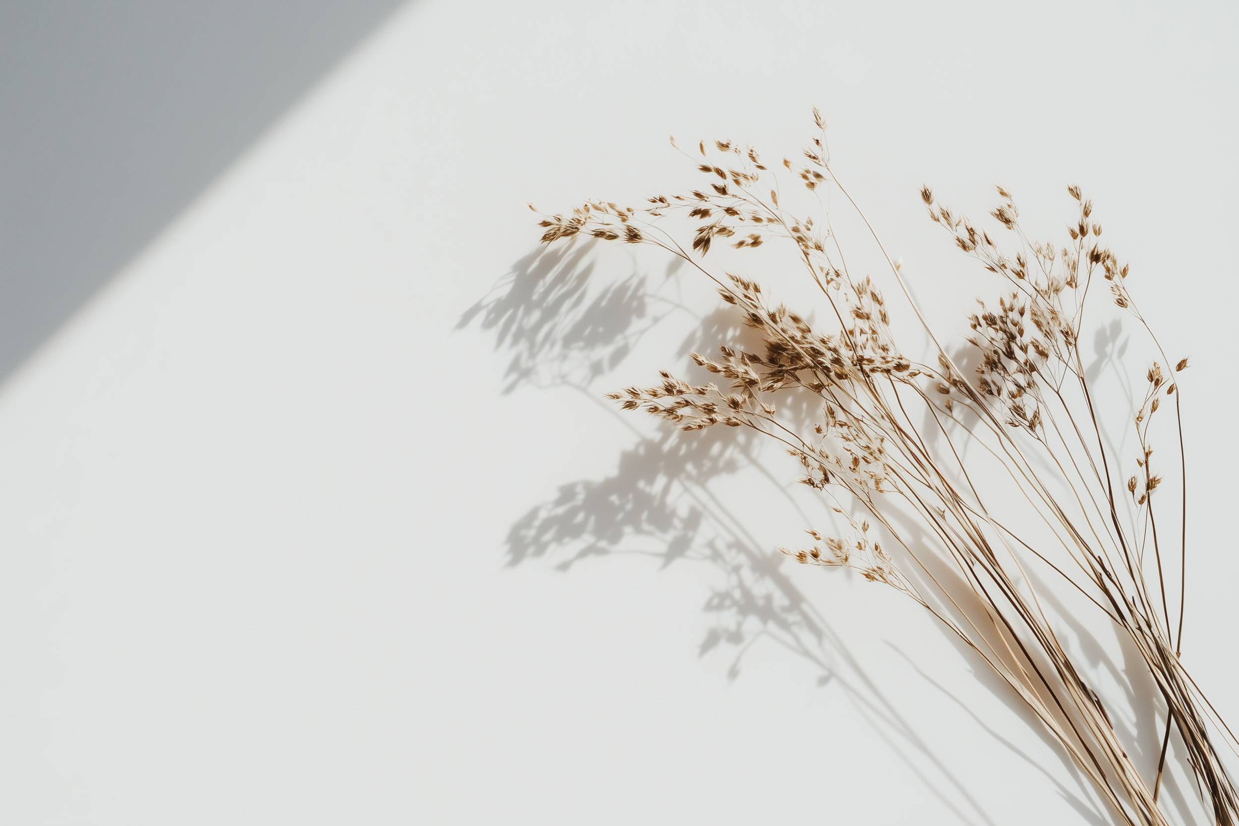 Tørrede græsser, der ligger på en hvid overflade med skarpt lys, som kaster skygger.
