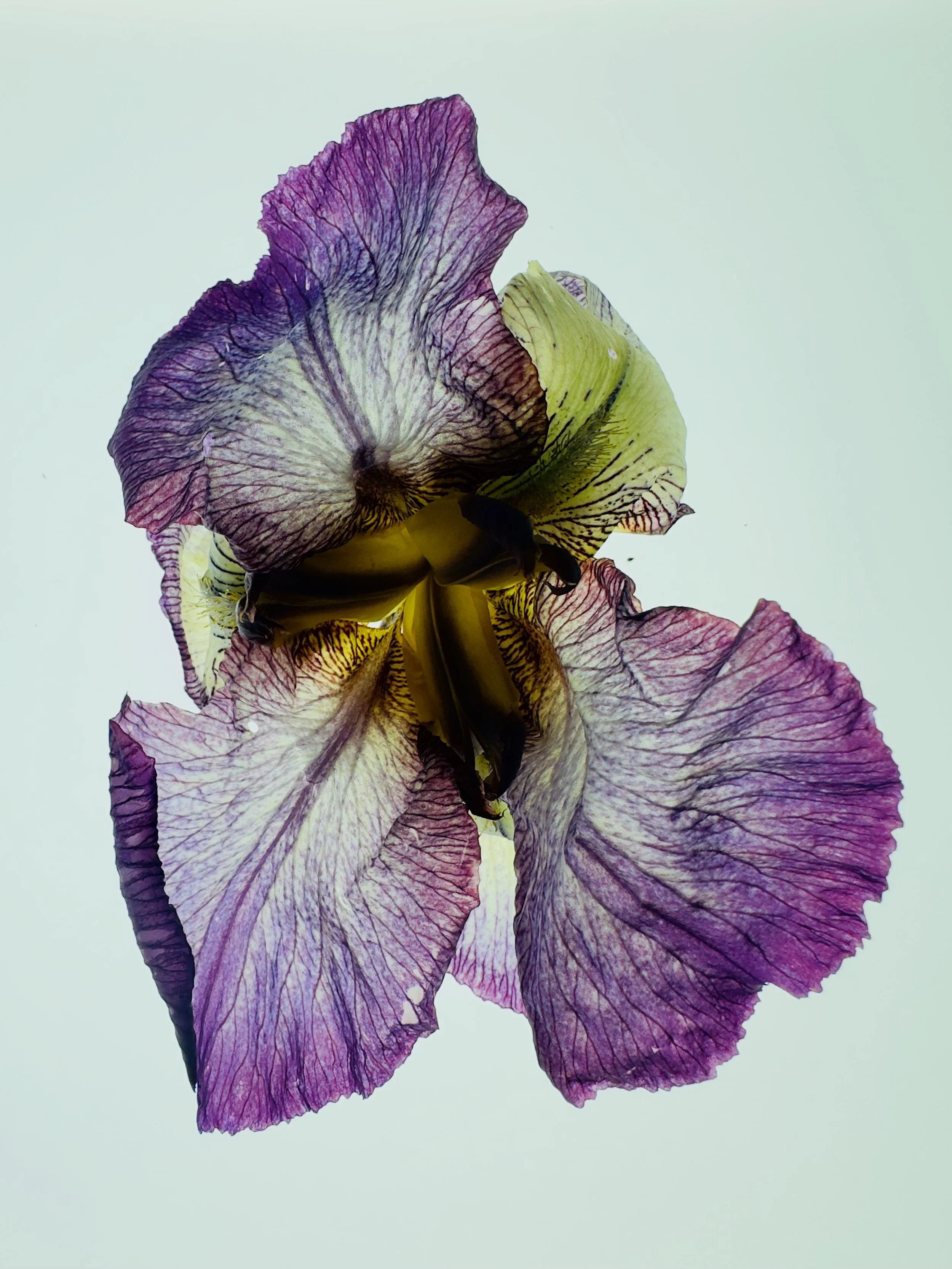 Iris III