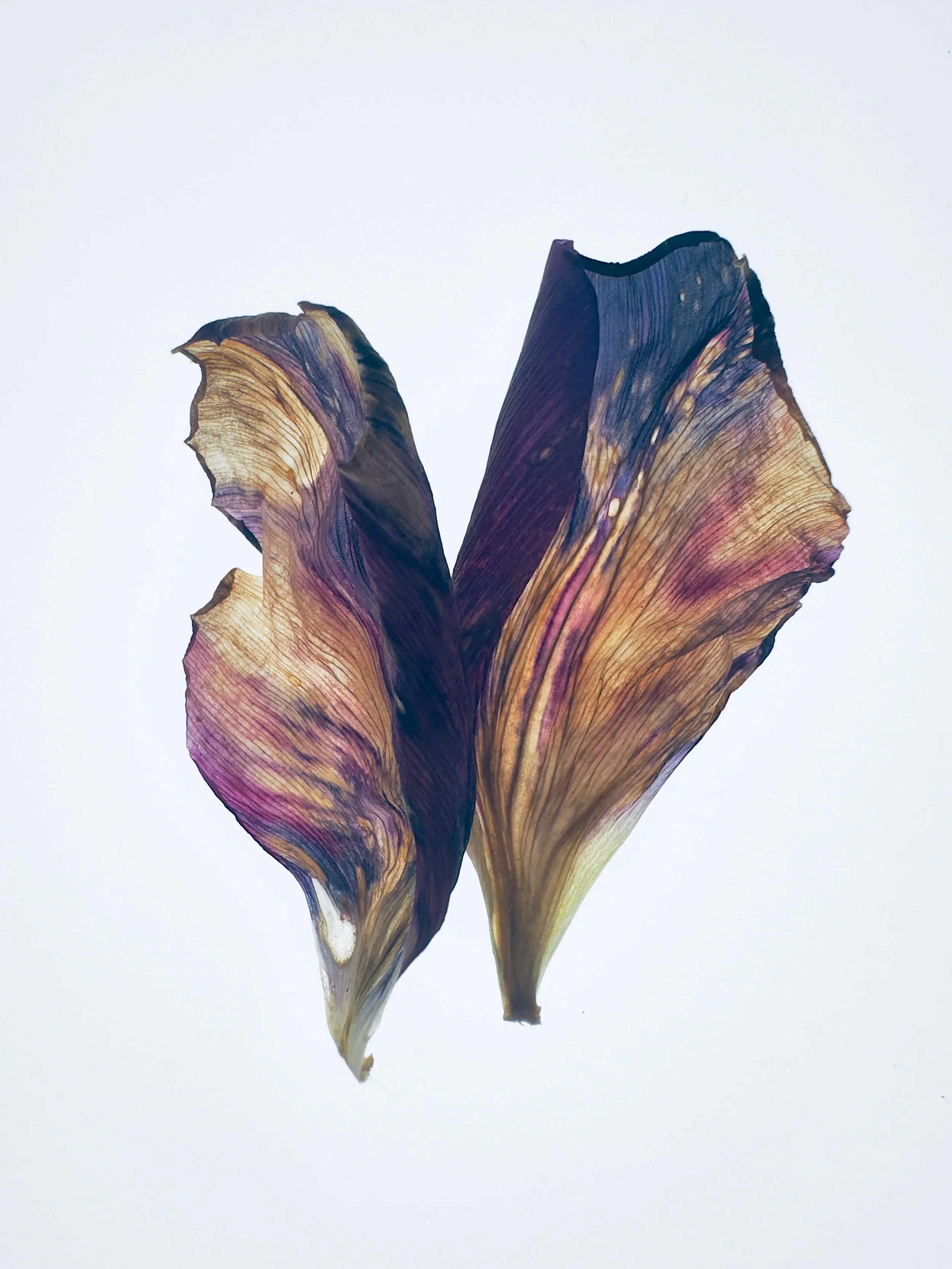 Tulipa VII