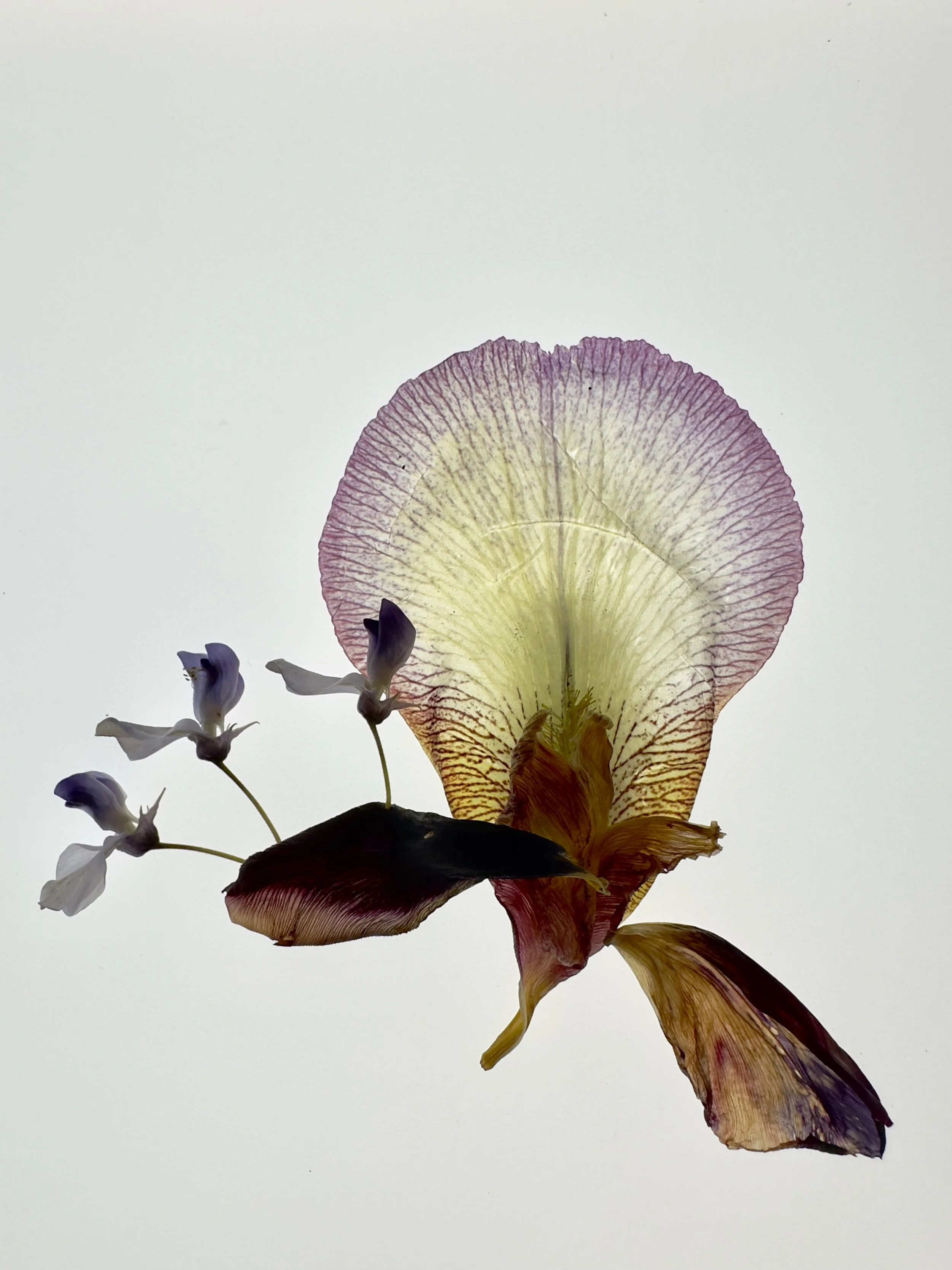 Arco Iris III