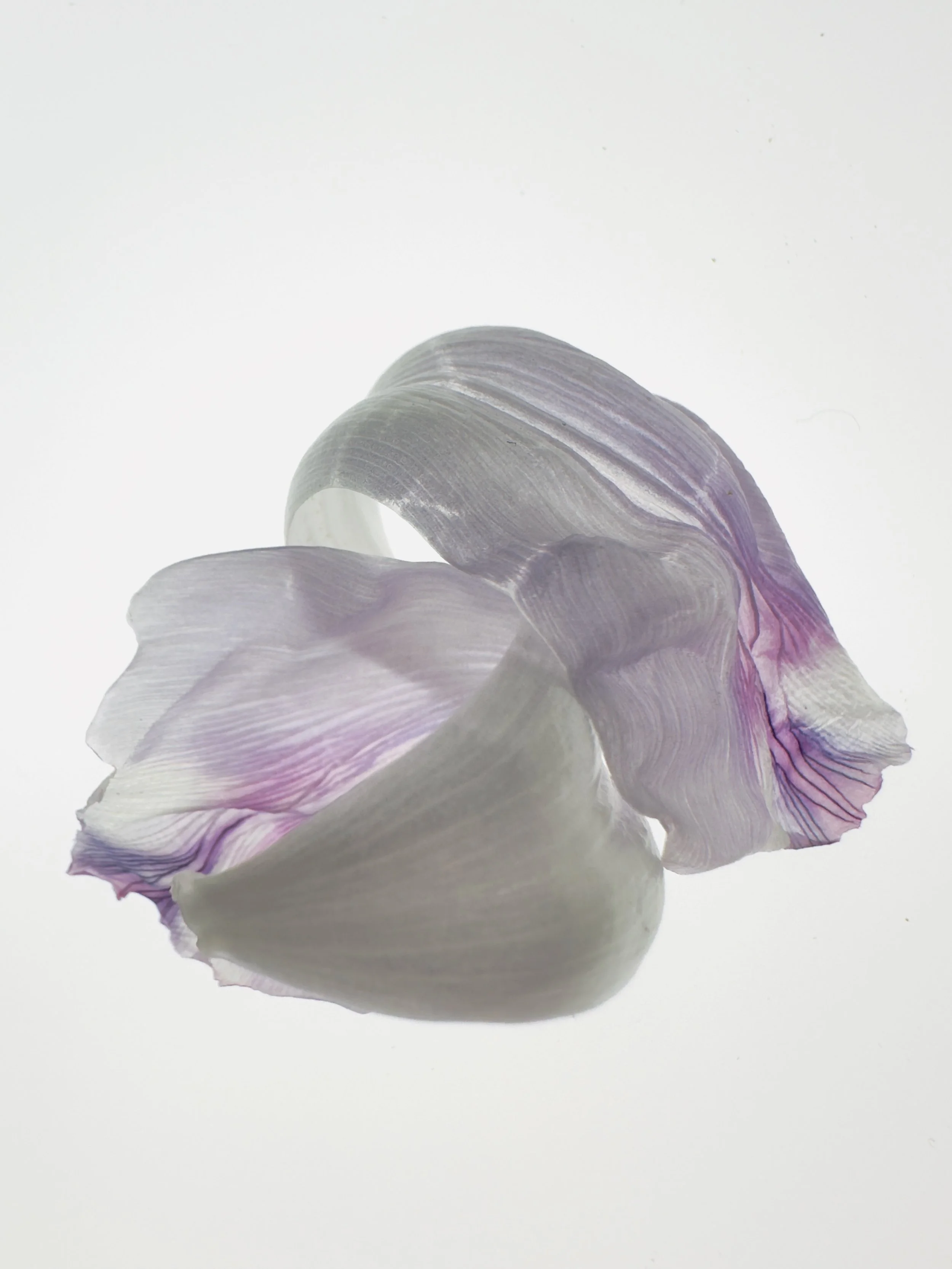 Tulipa VI