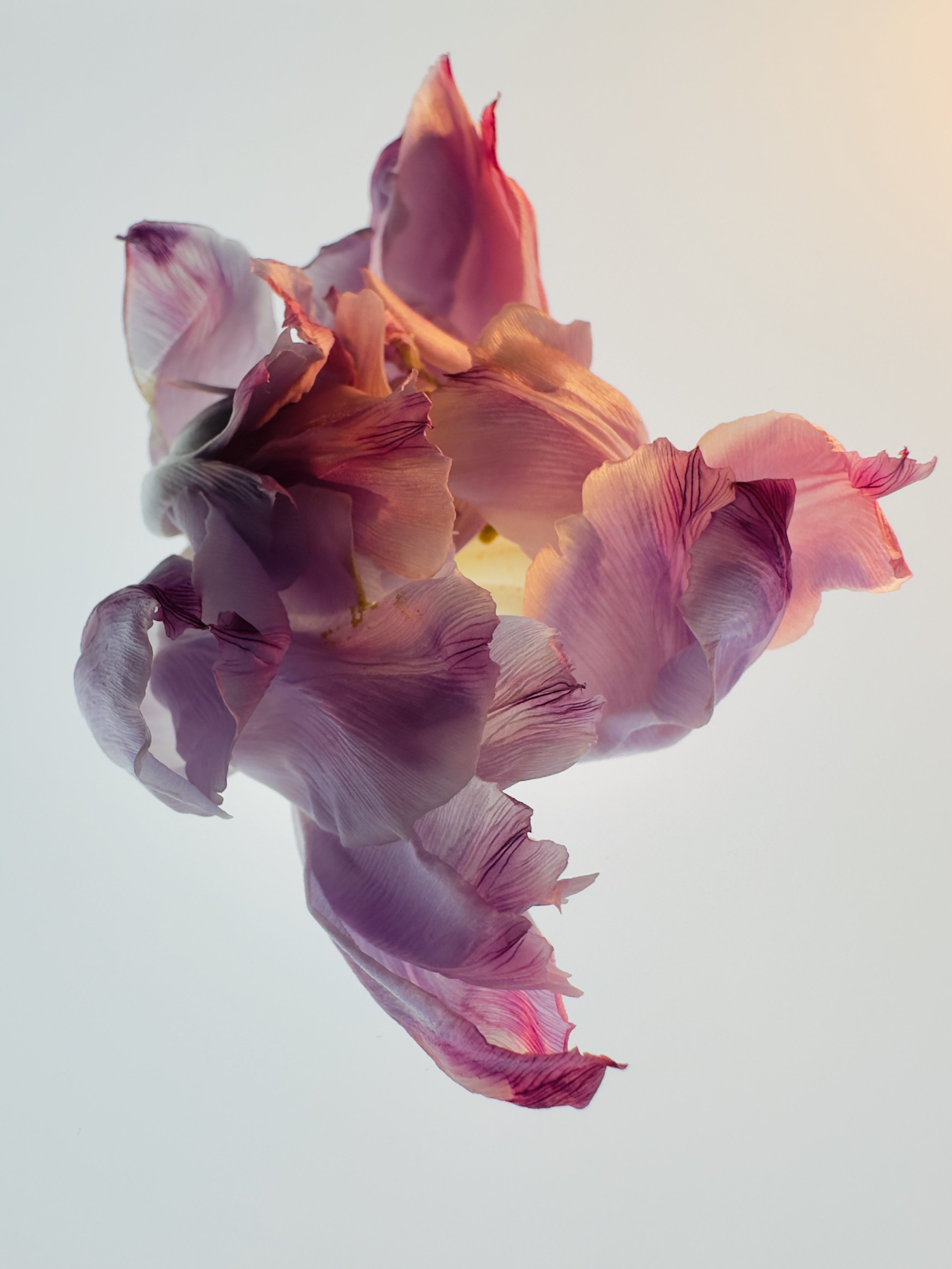 Tulipa IV