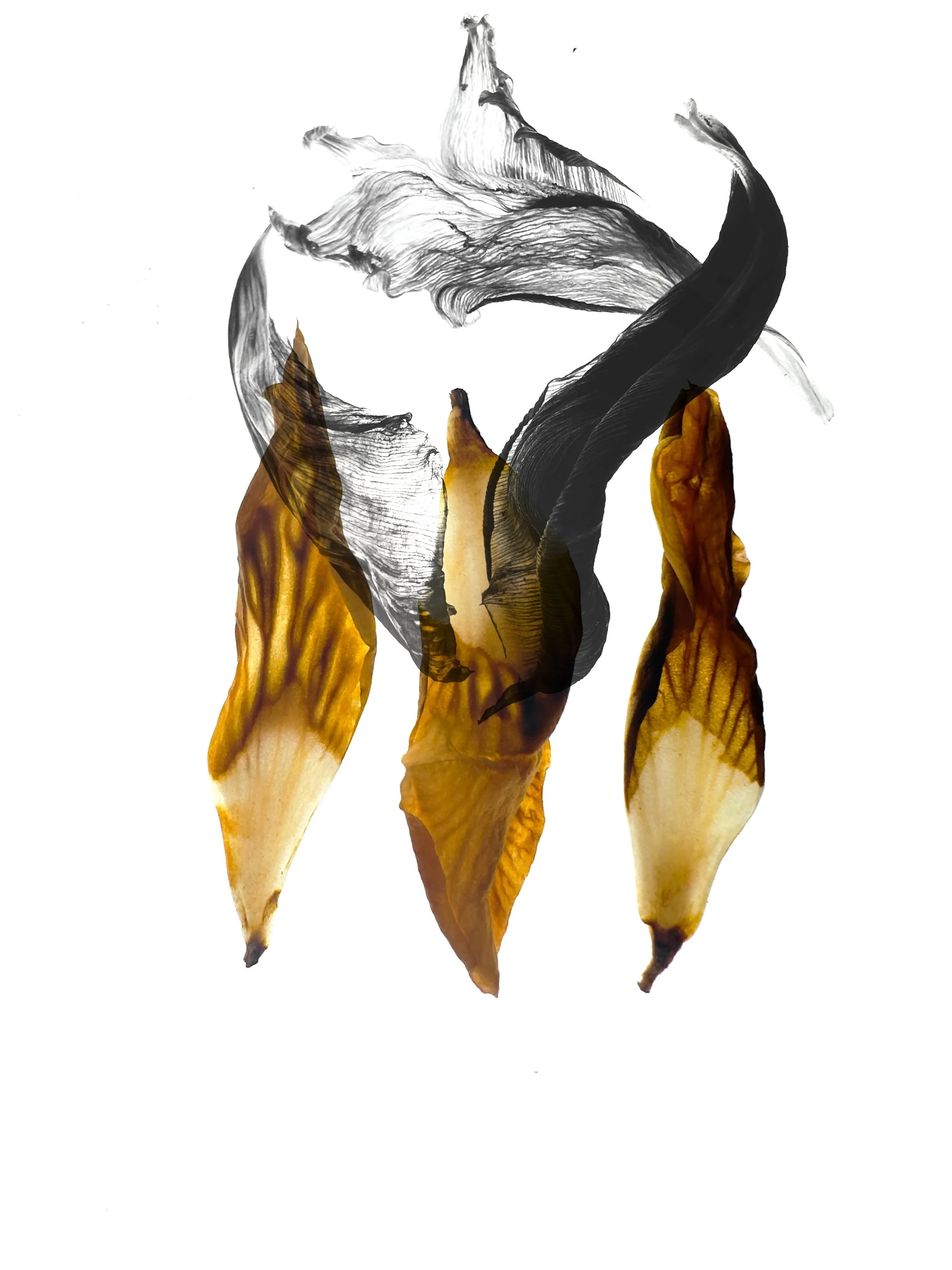 Ritual VIII