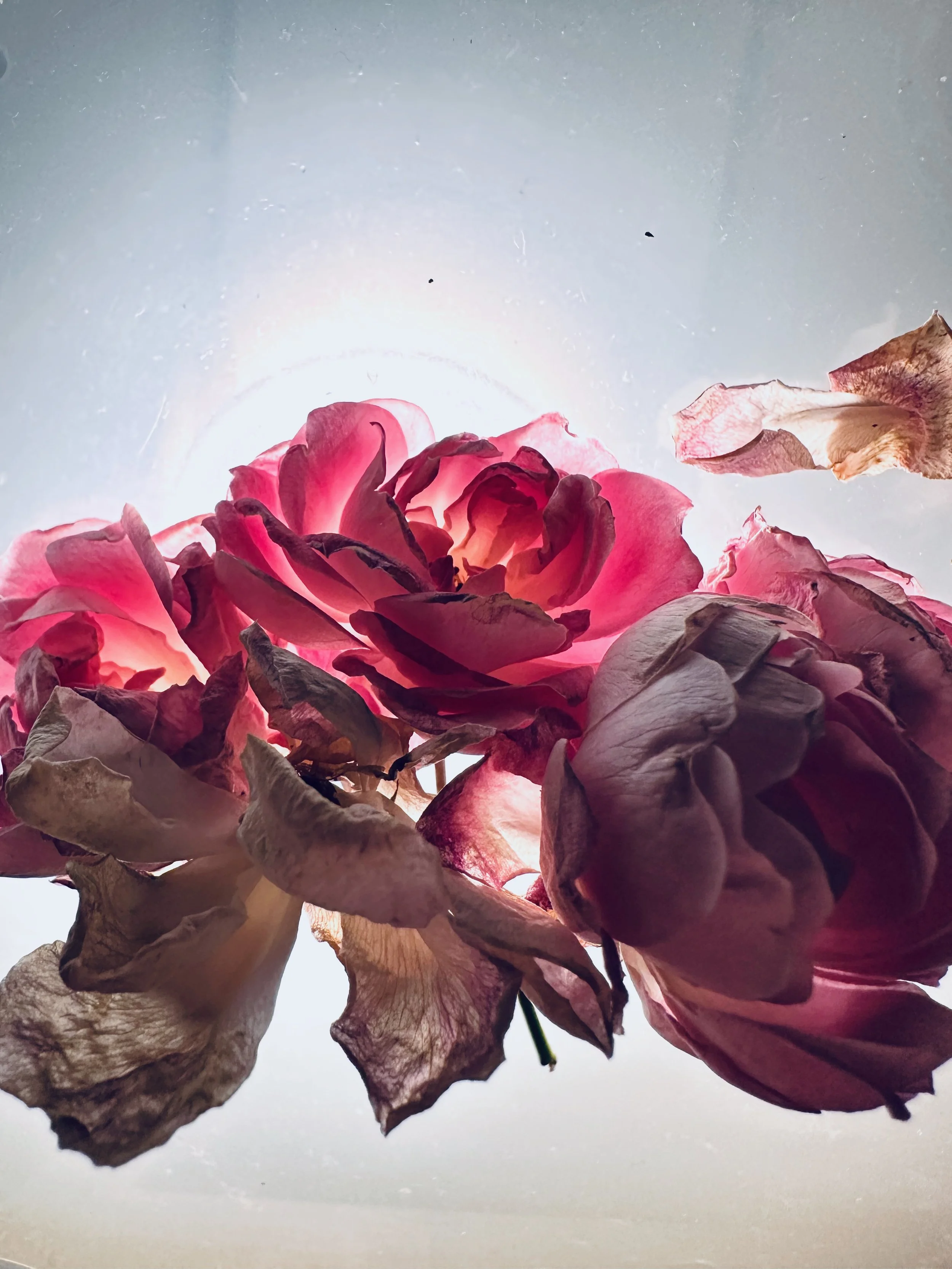 La Rose D'Hiver V