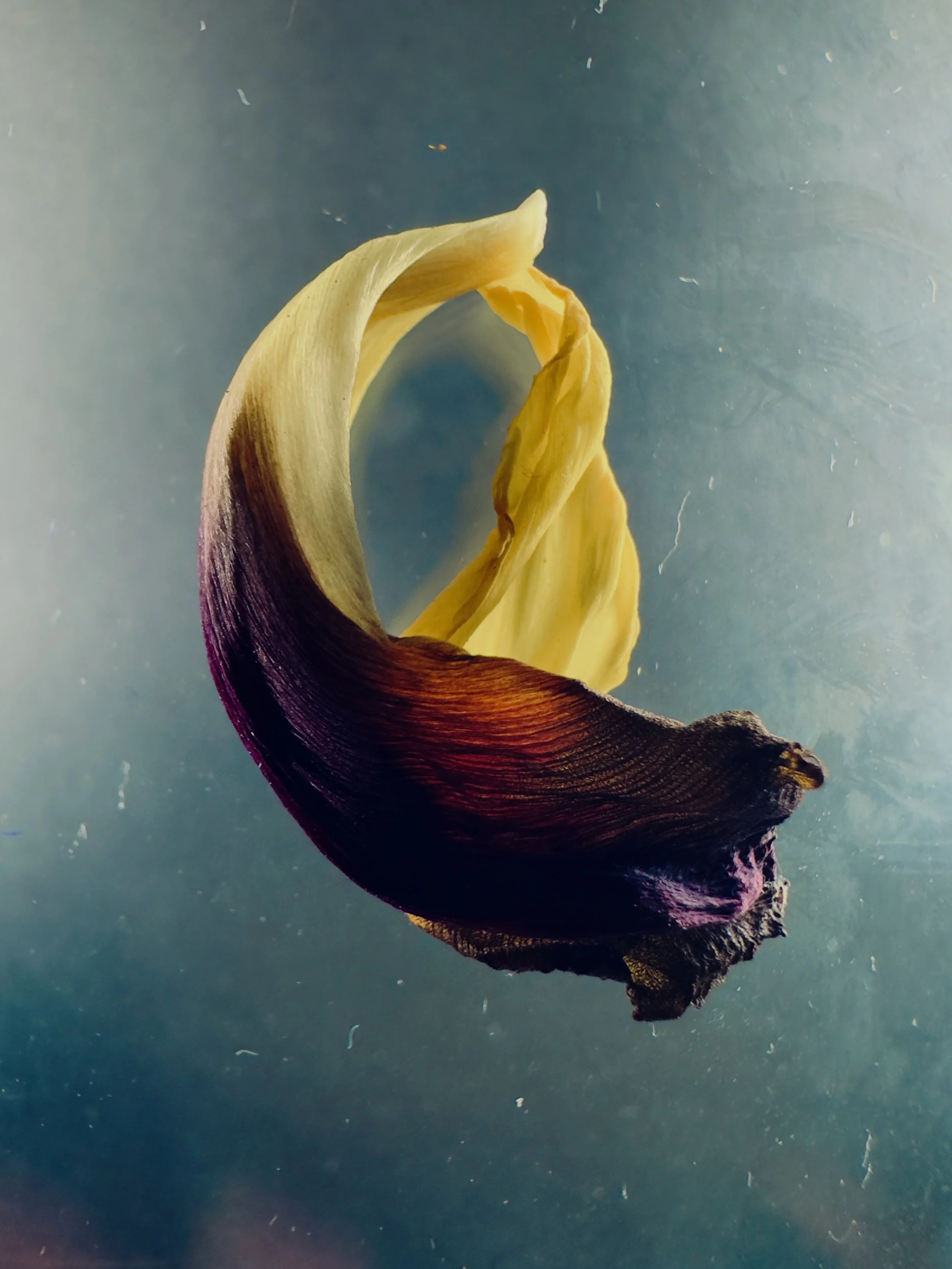 Tulipa VIII