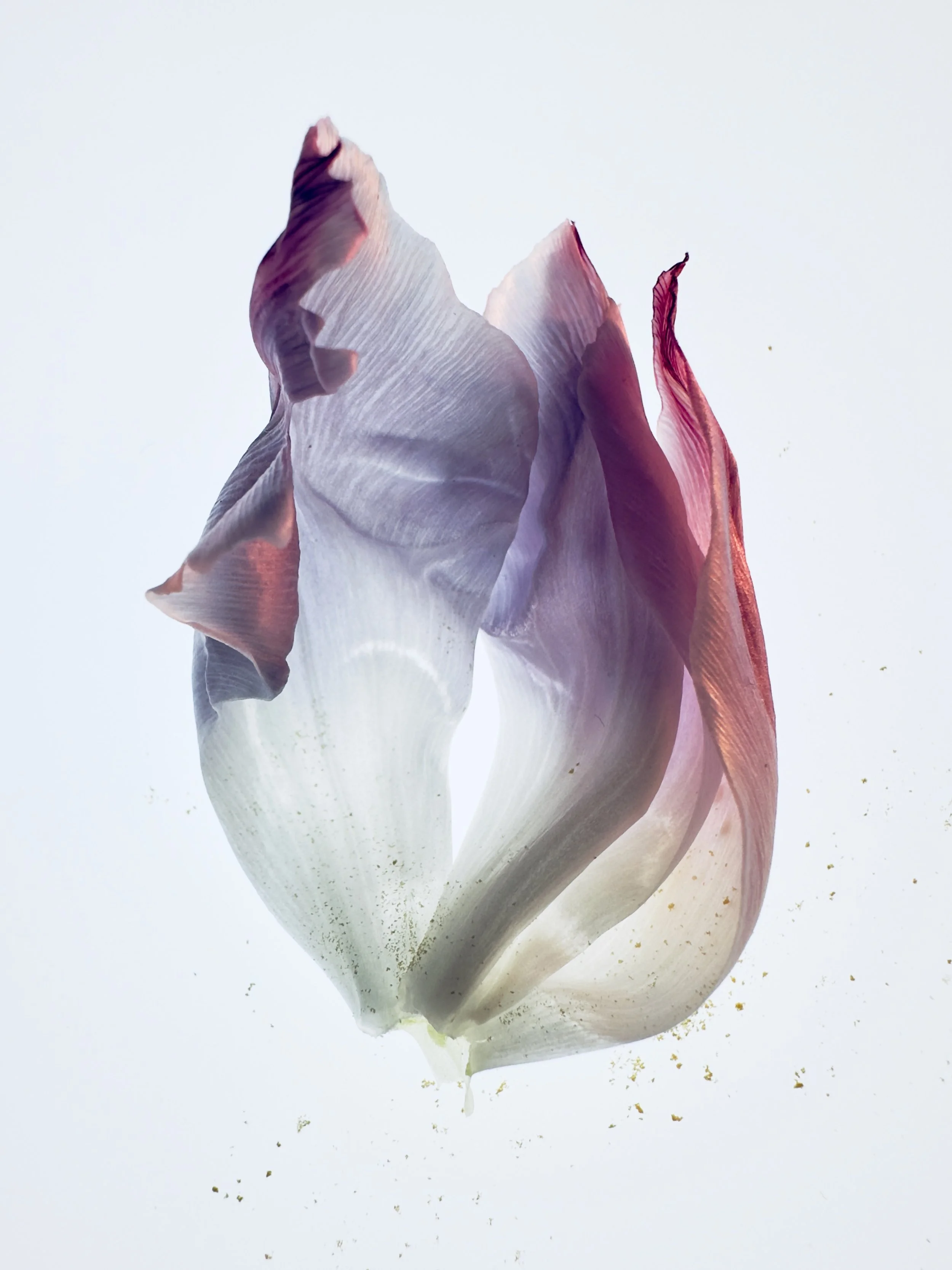 Tulipa I