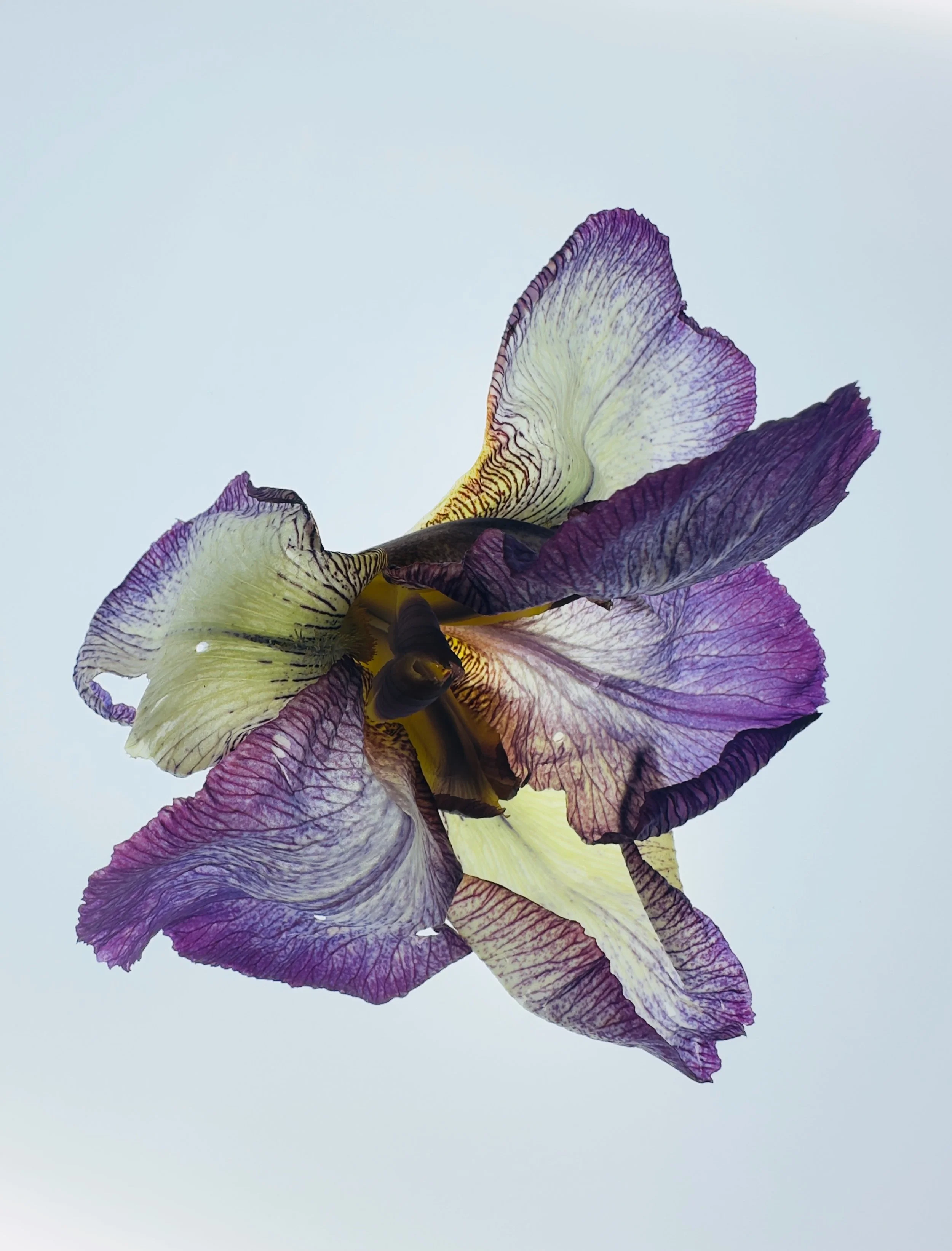 Iris II