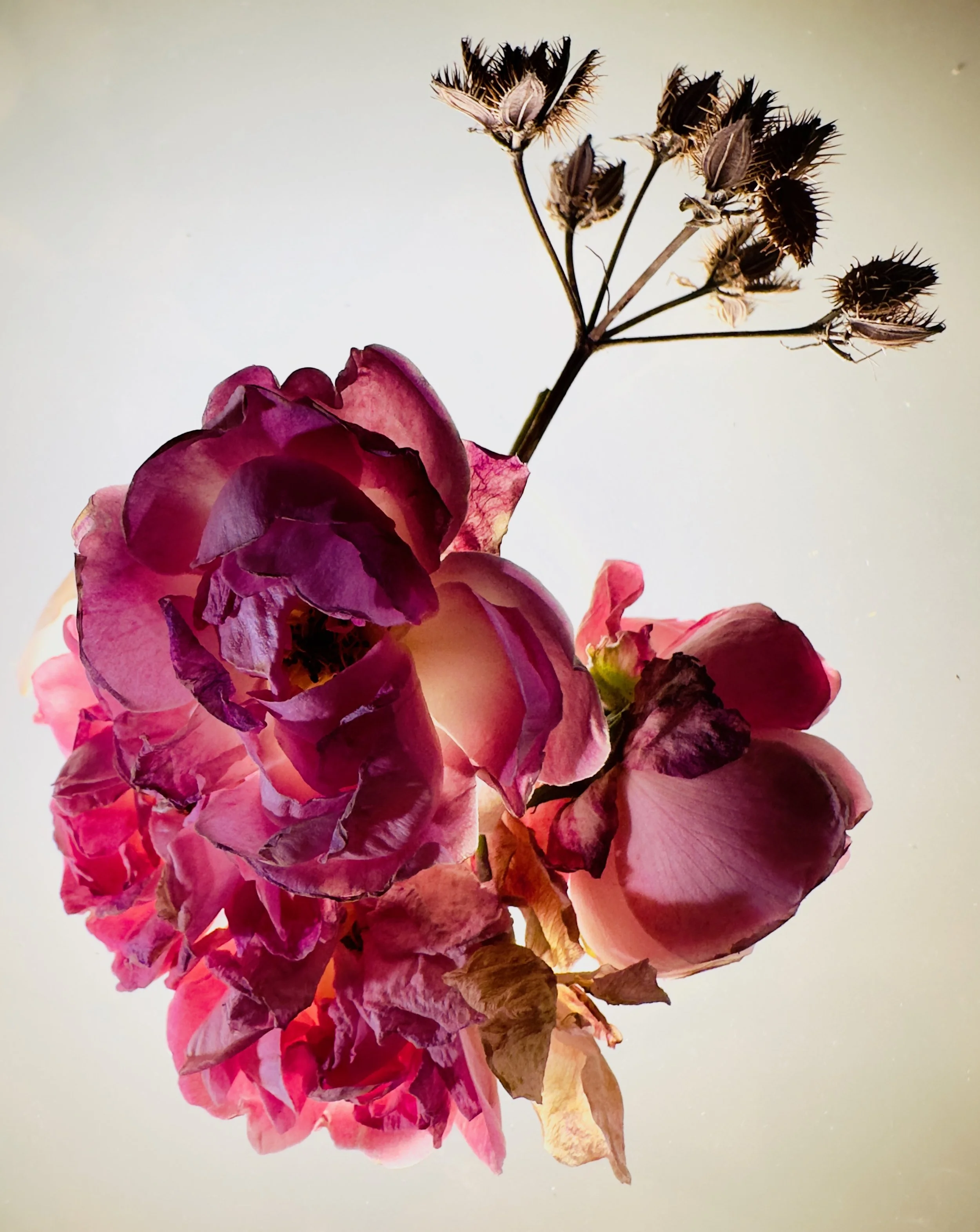 La Rose D'Hiver VIII