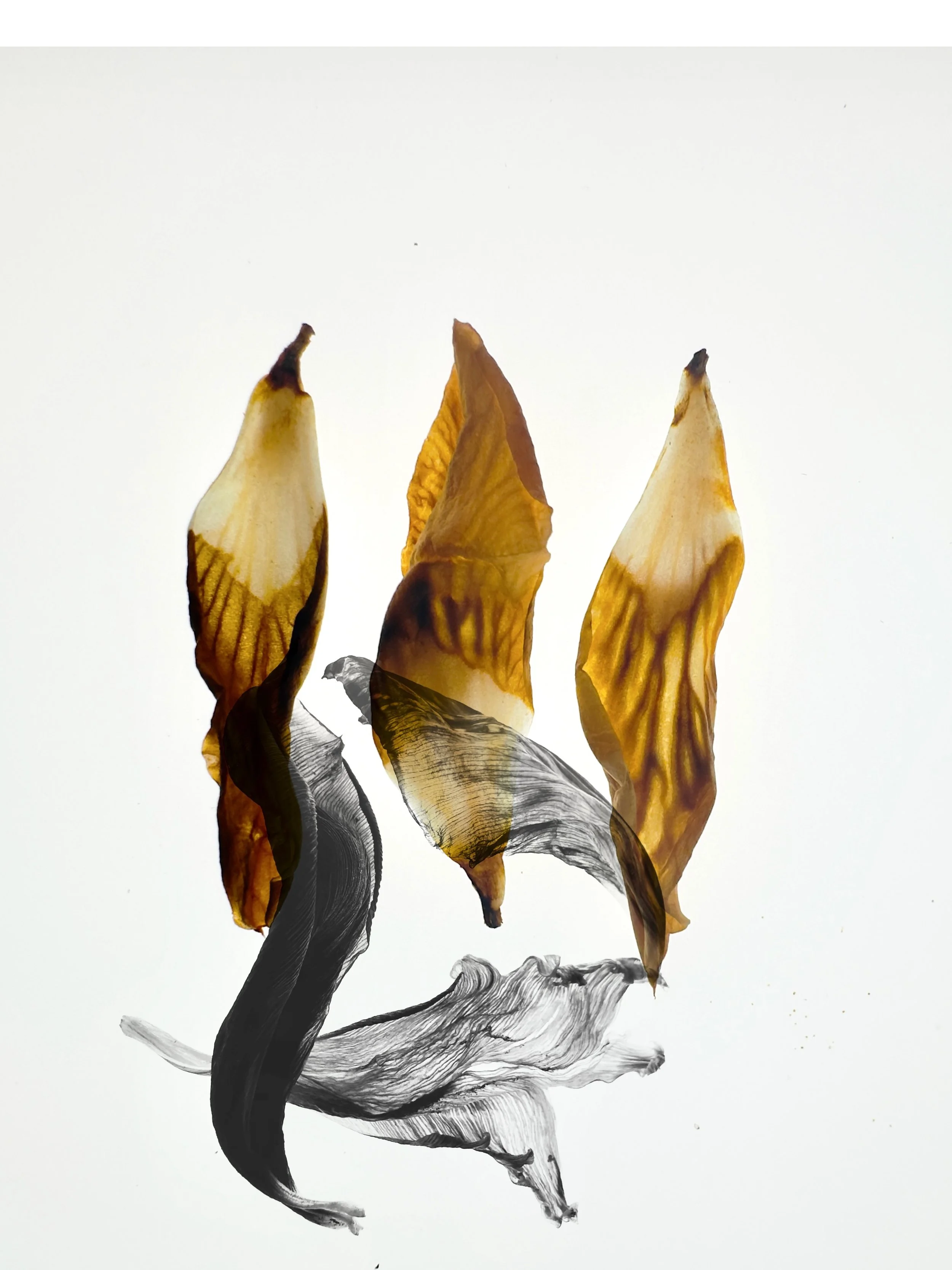 Ritual VII