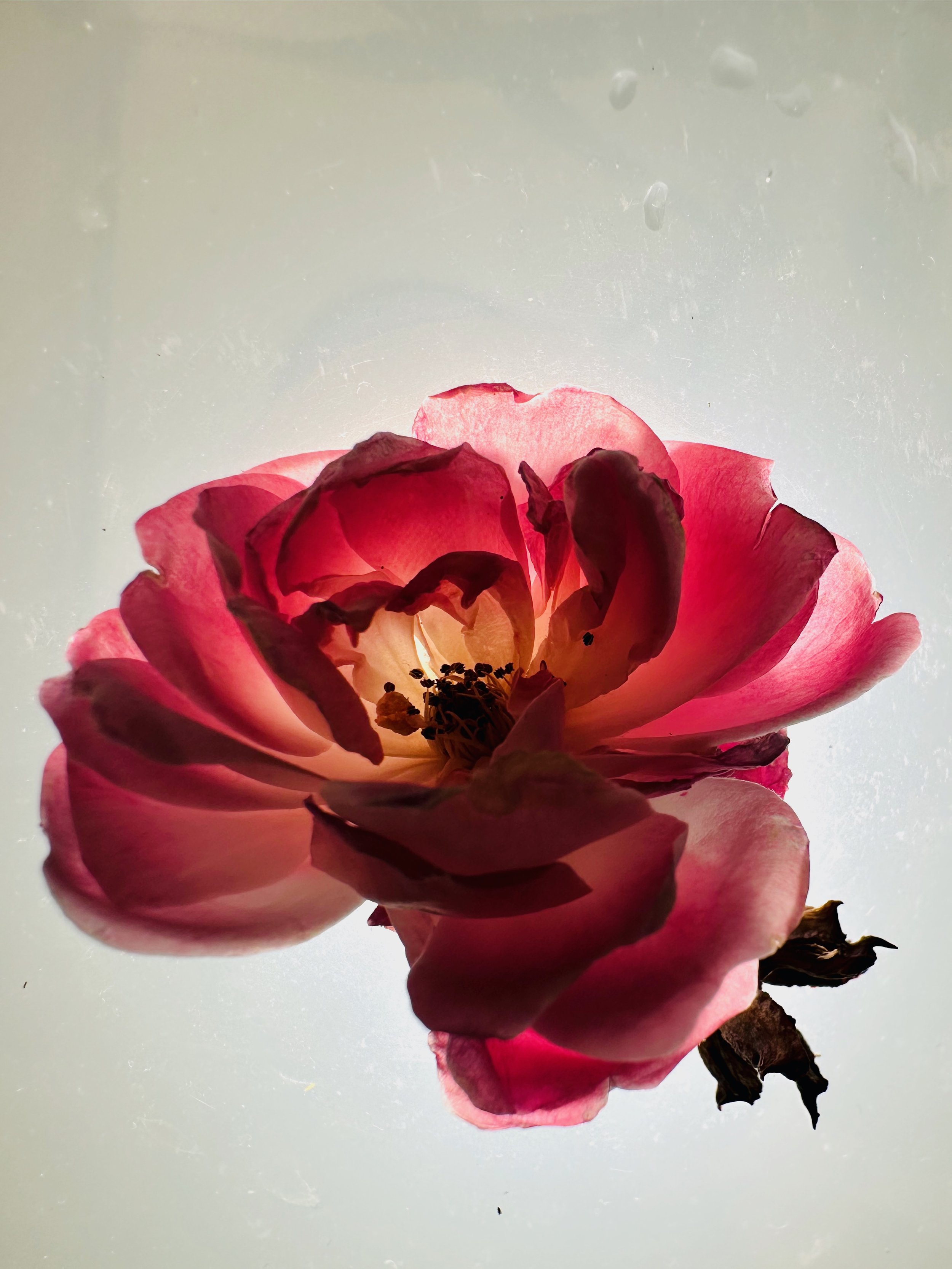 La Rose D'Hiver III