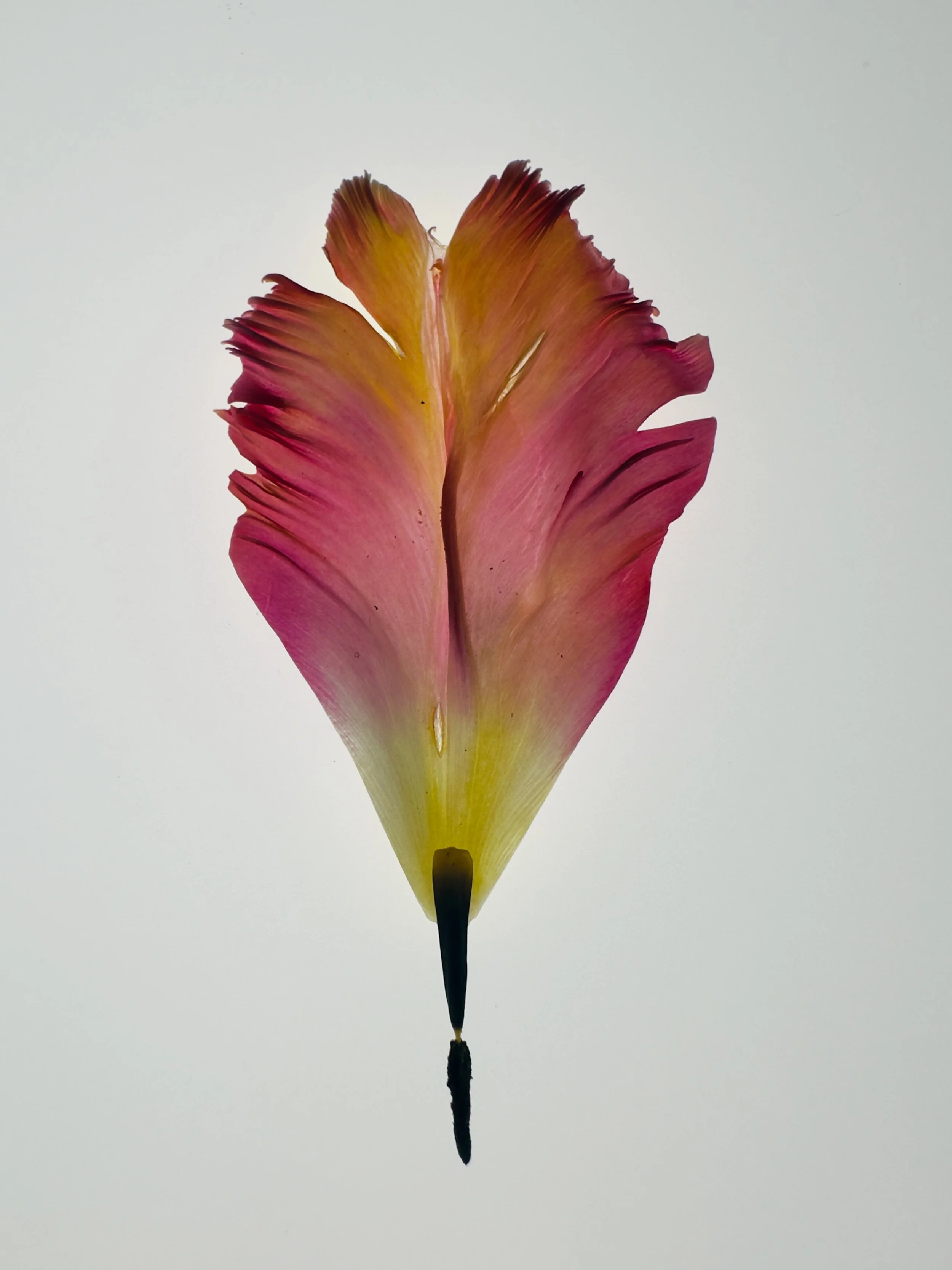 Tulipa X