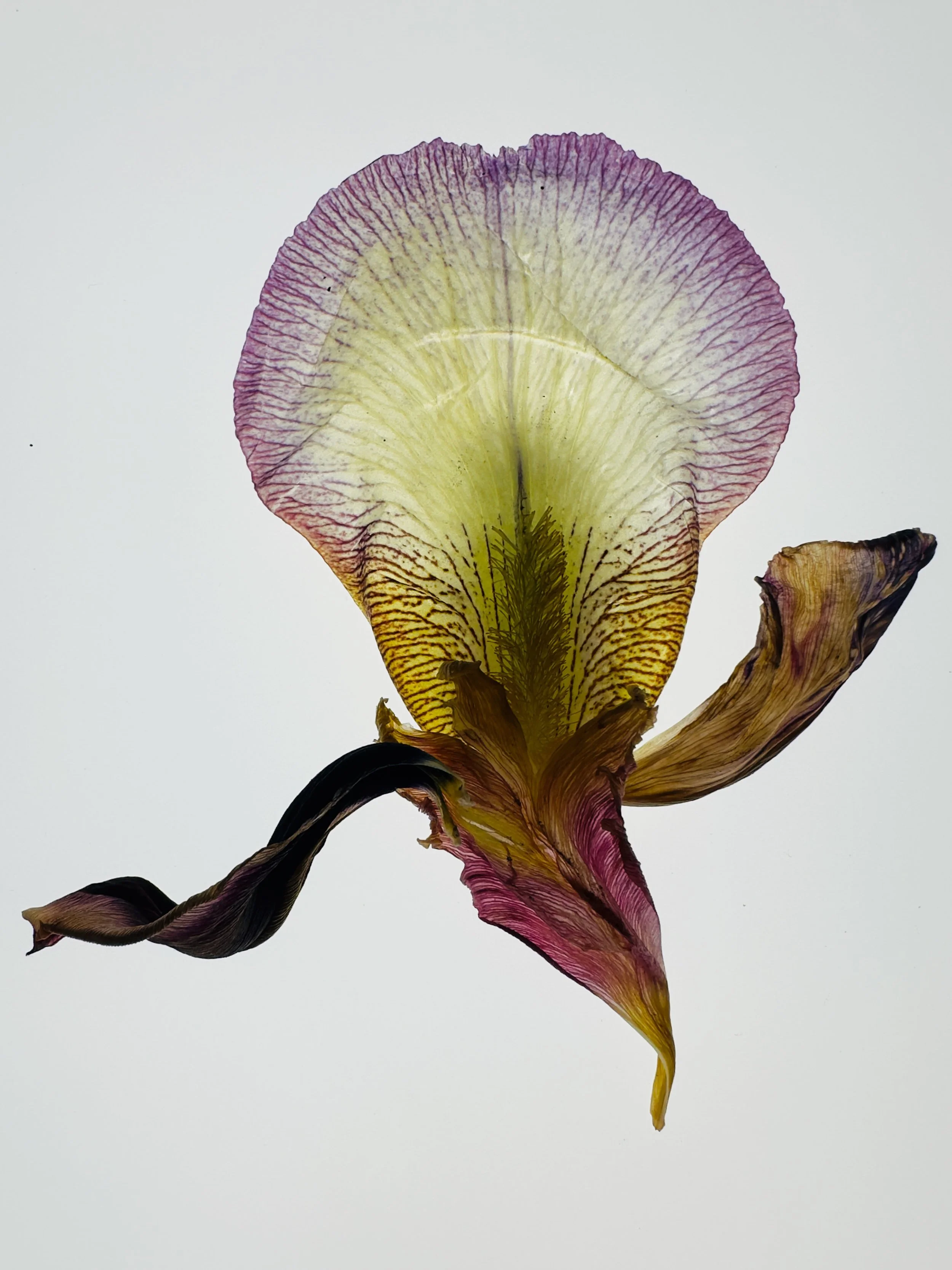 Arco Iris I