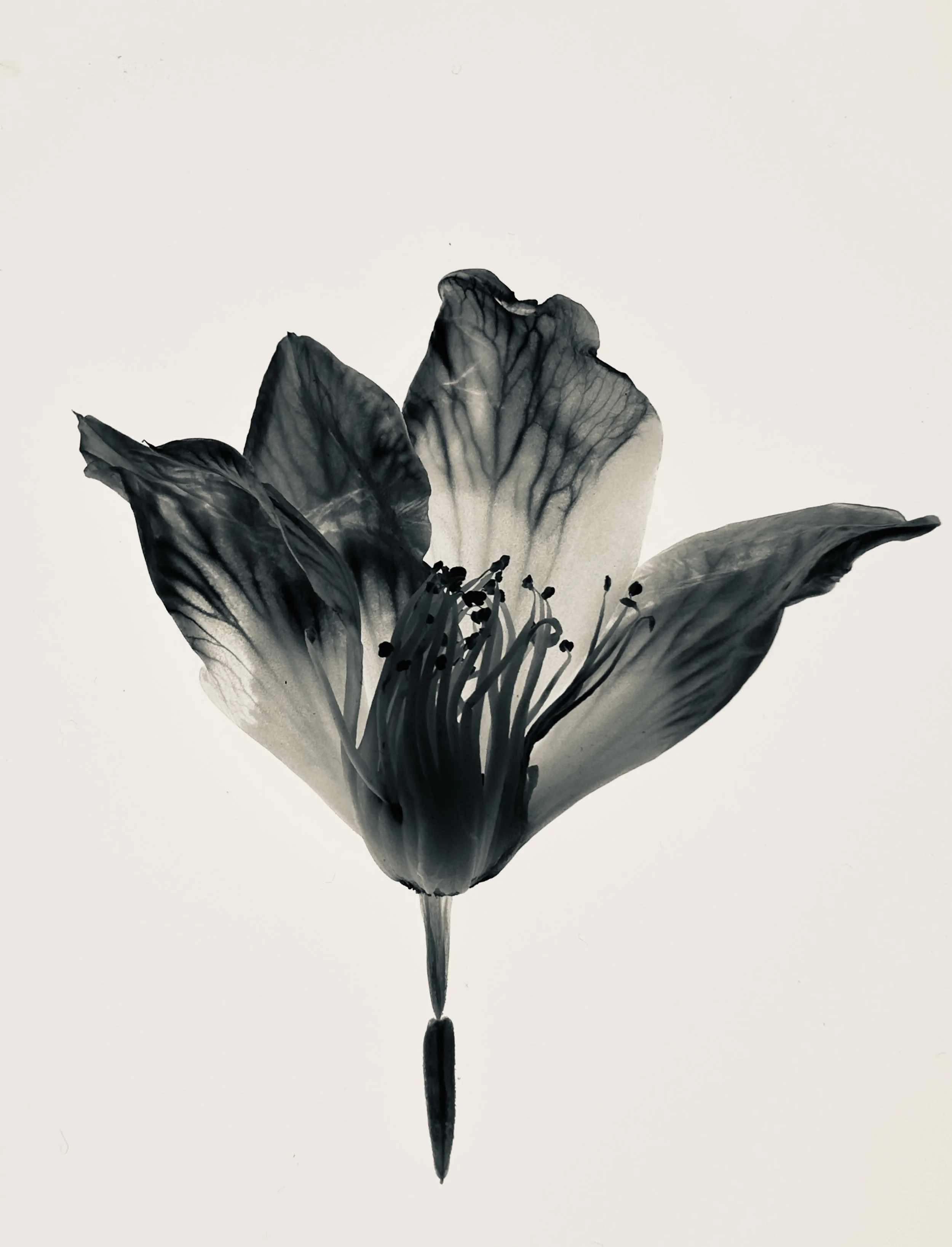 > Monochrome