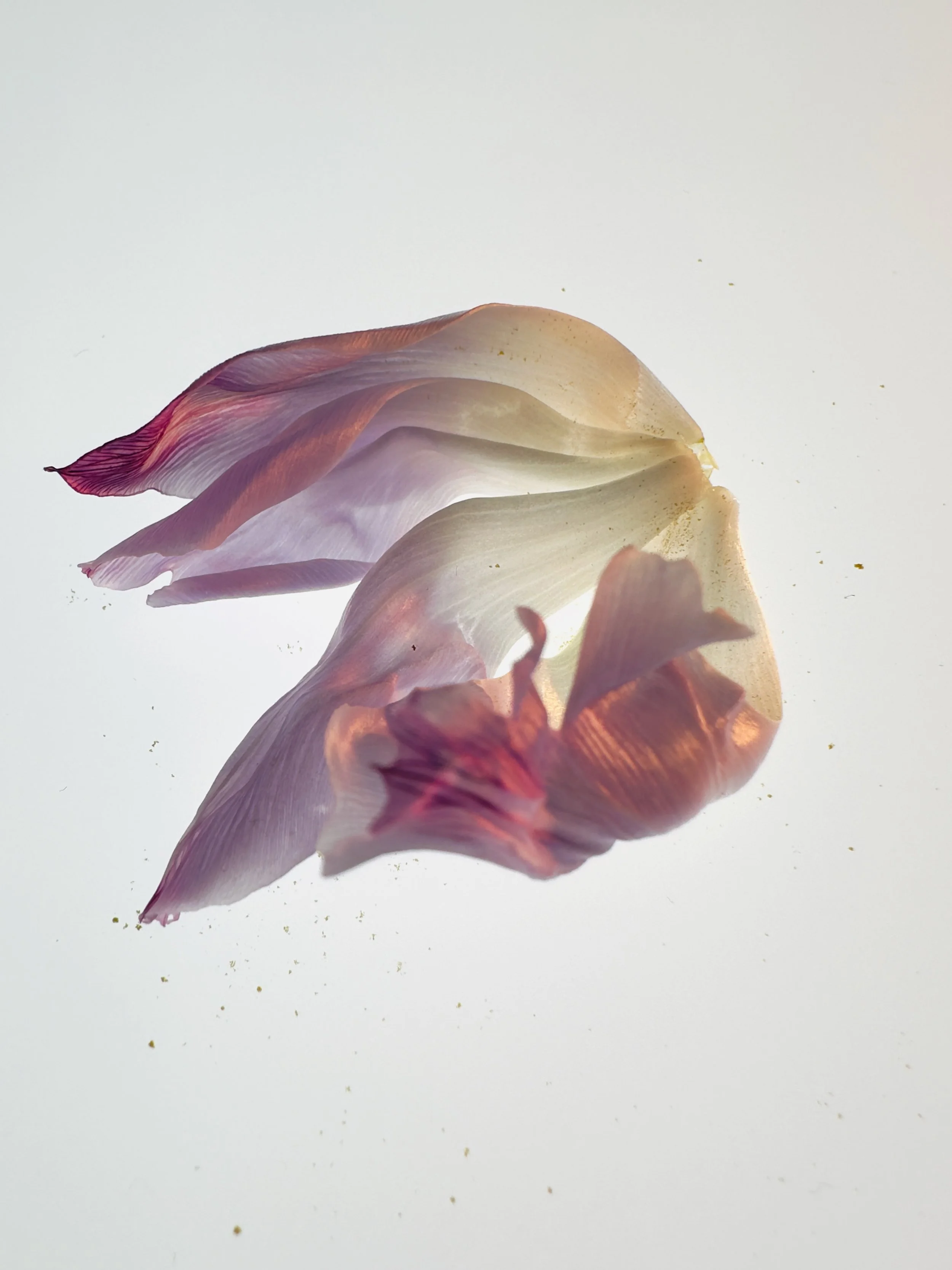 Tulipa XII