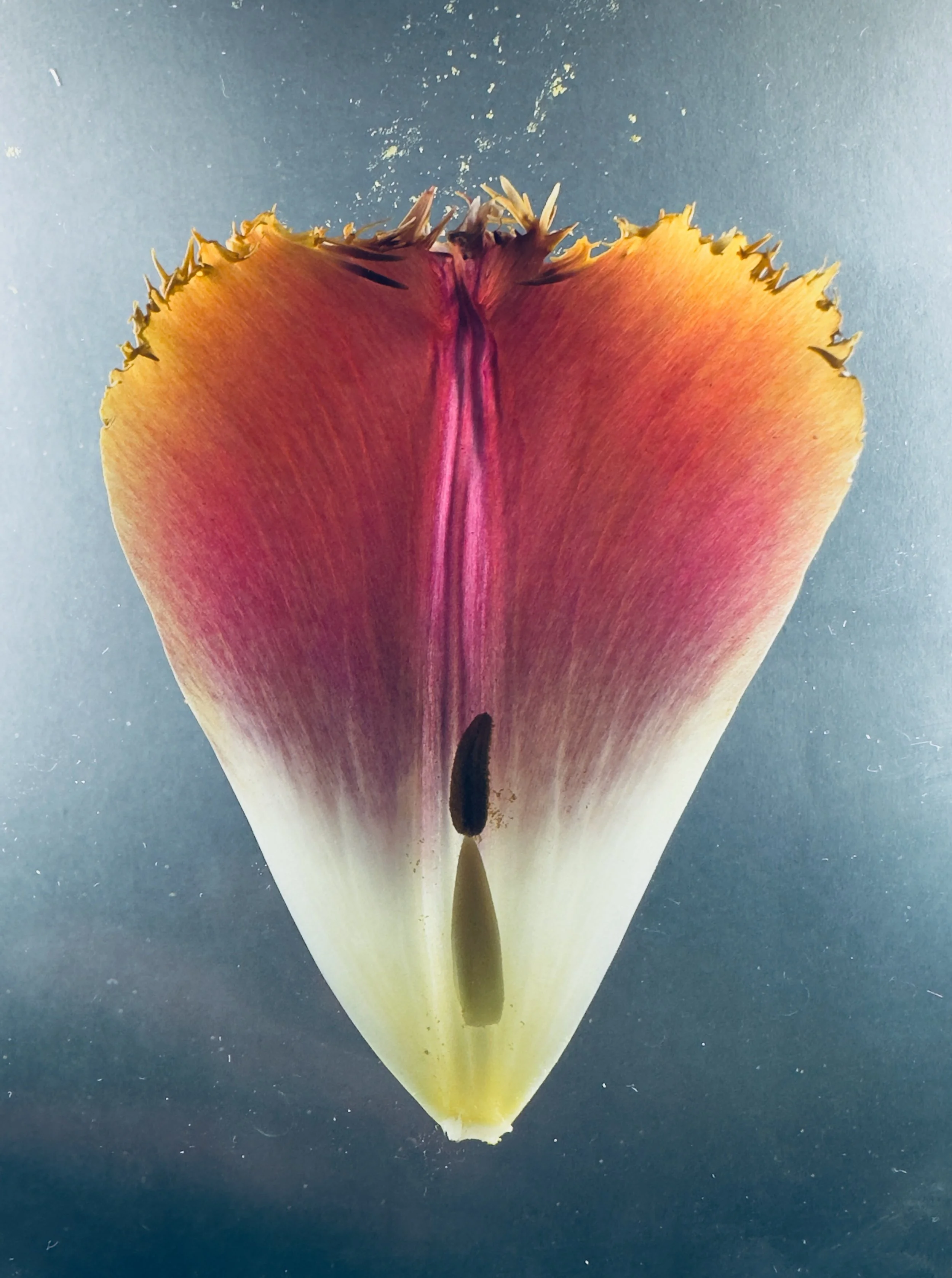 Tulipa XI