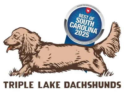 Illustration of a long-haired dachshund lying down with a badge above it that reads "Best of South Carolina 2025" and the text "Triple Lake Dachshunds" below.