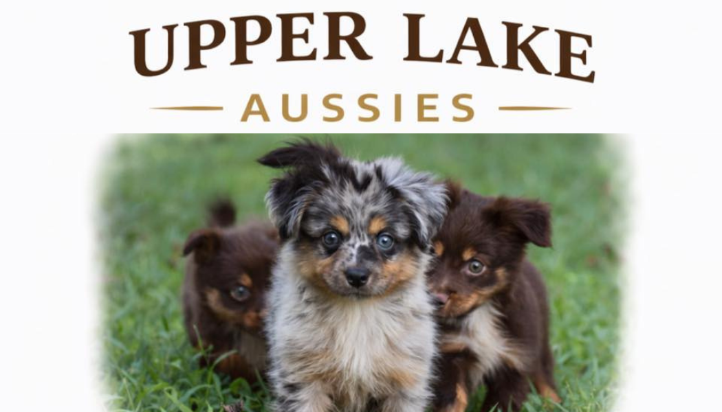 UPPER LAKE AUSSIES