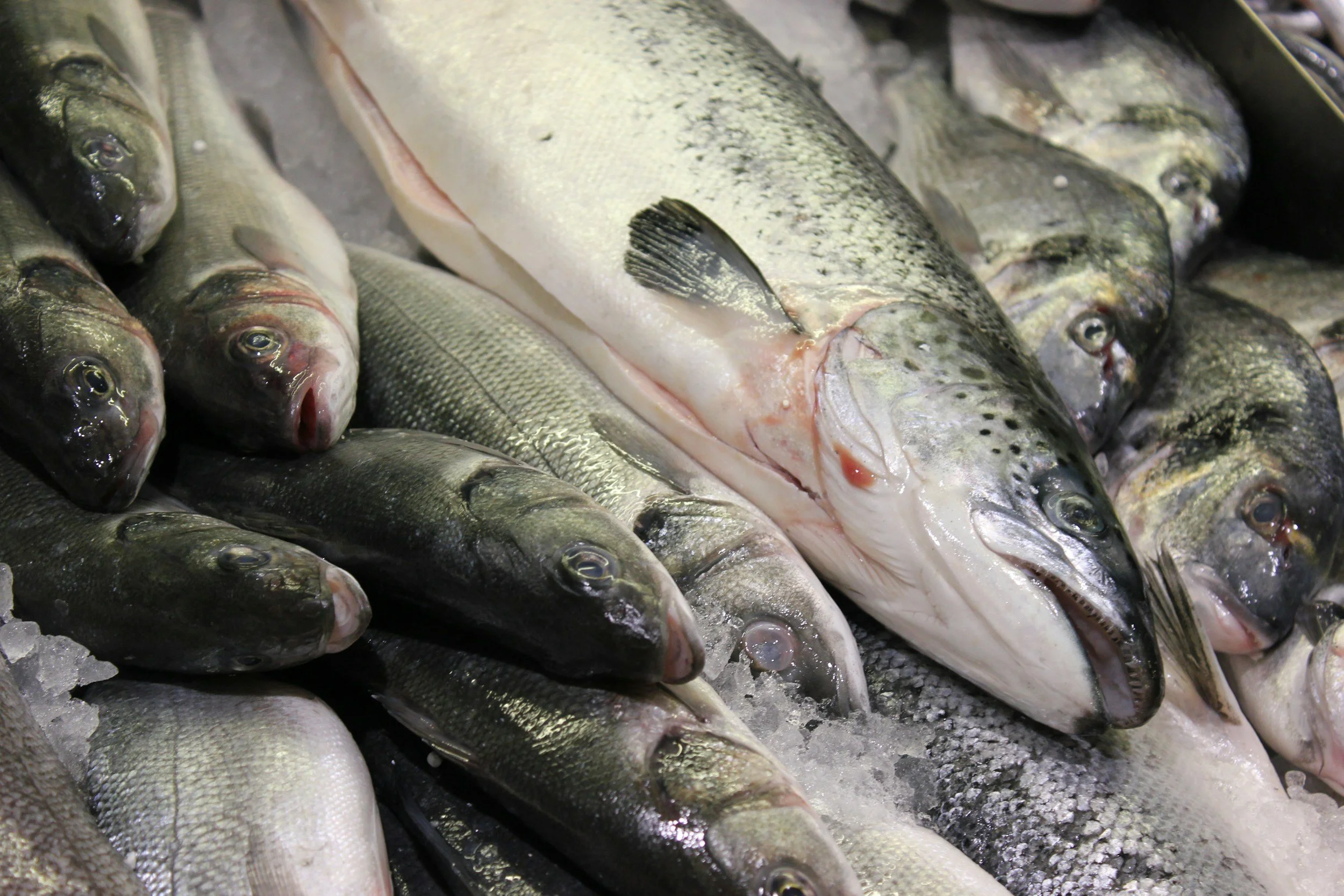 Fresh fish displayed on ice at a market.