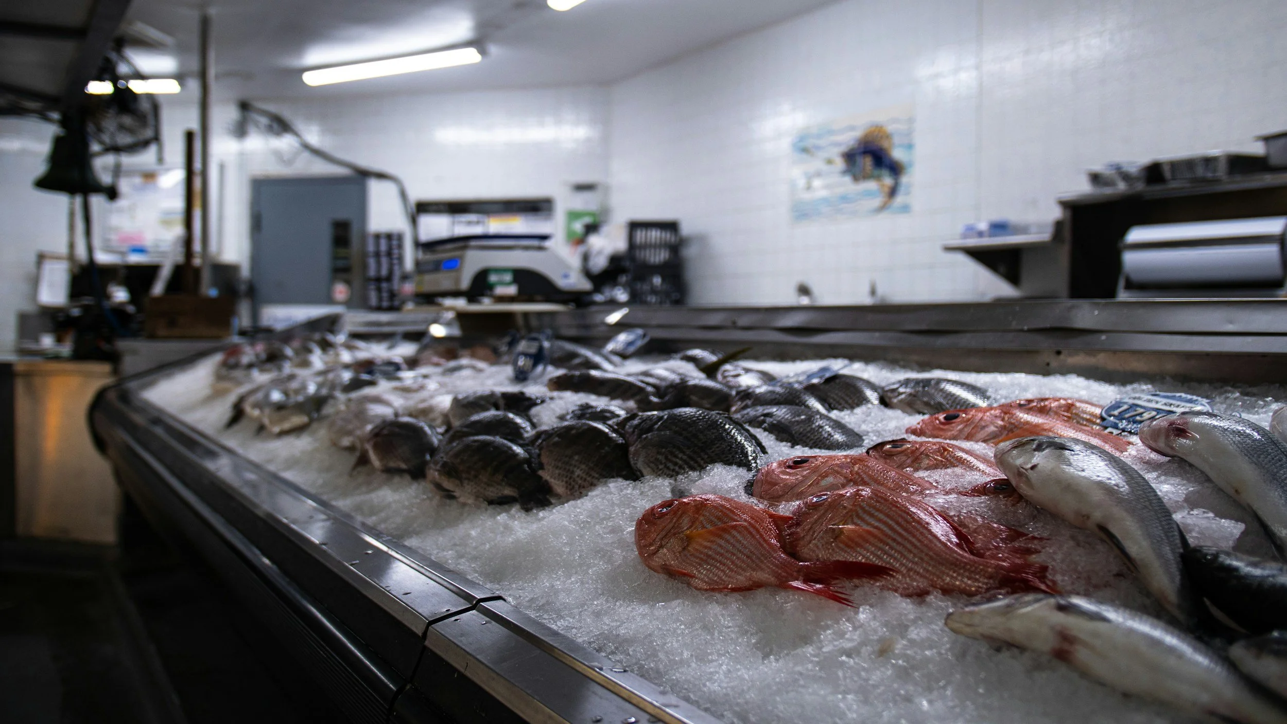 Fresh fish displayed on ice in a seafood market or fish shop.