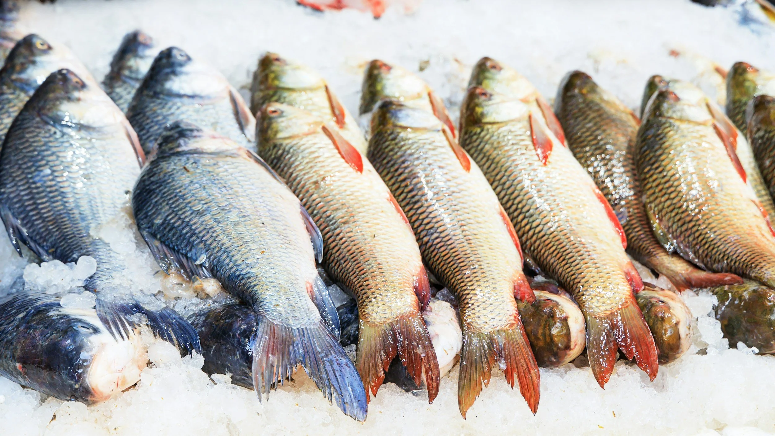 Fresh fish displayed on ice at a seafood market.