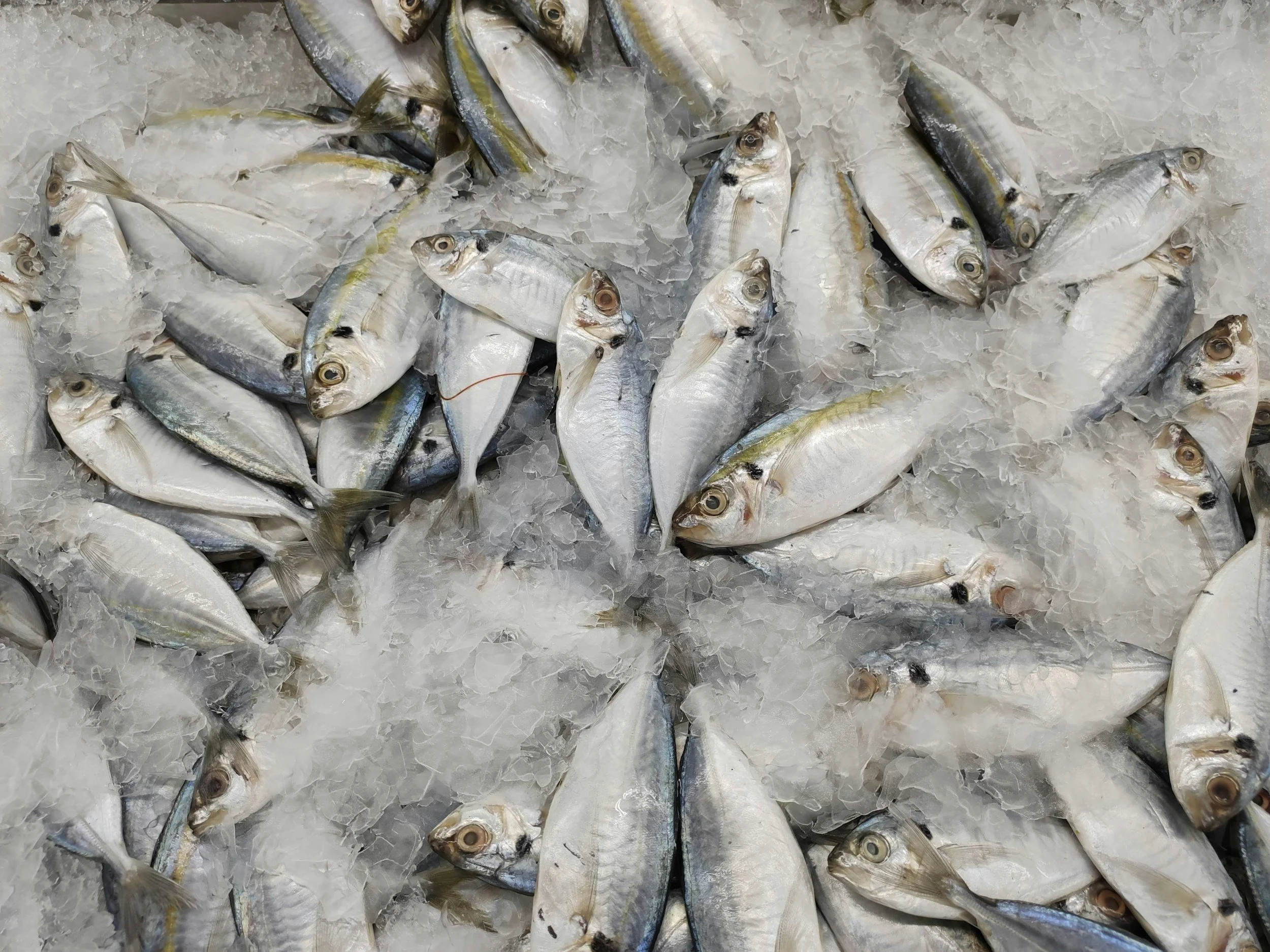 Fresh fish on a bed of crushed ice at a market or seafood counter.