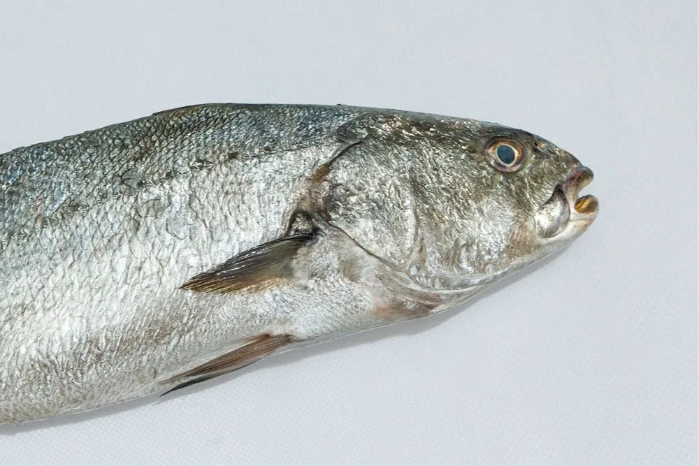 Fresh whole fish with silver scales lying on a white surface