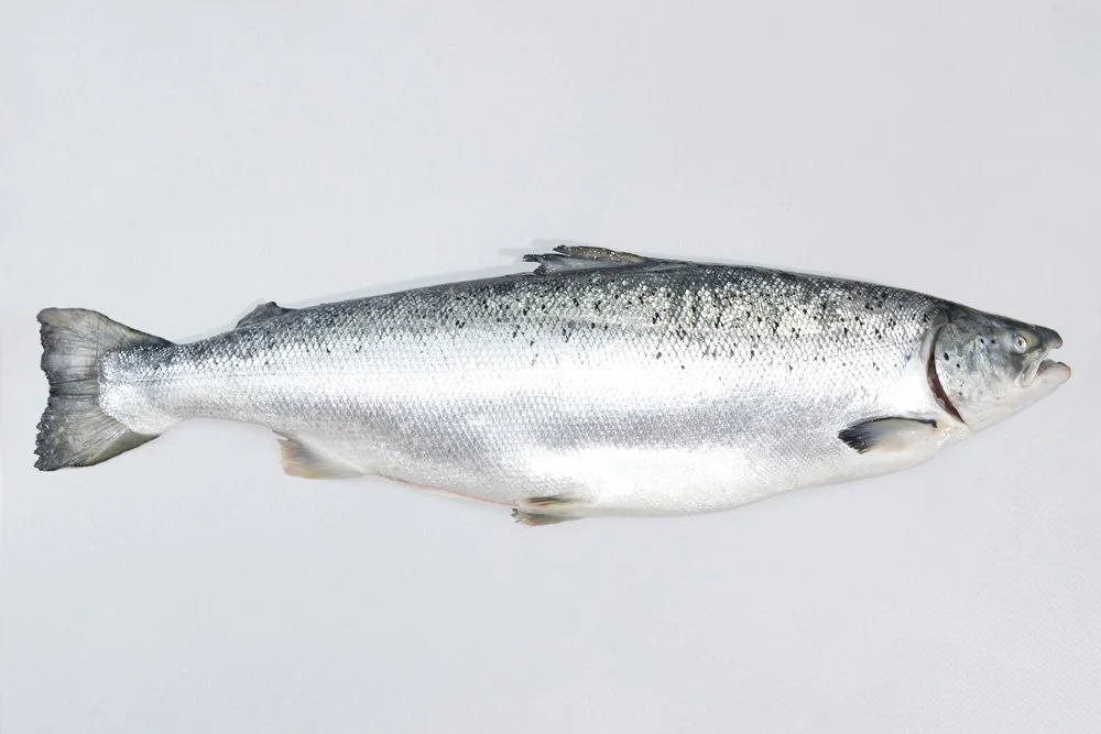Freshly caught rainbow trout fish lying on a white background.