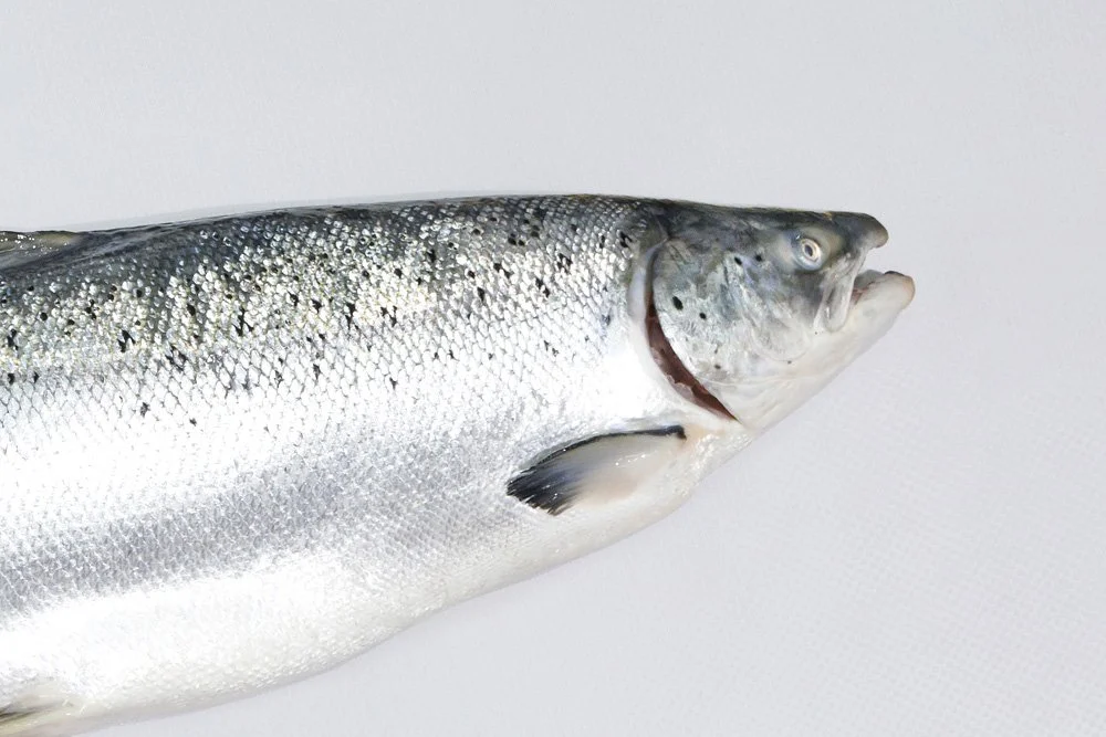 Close-up of a fresh, whole fish with a silvery body and a dark speckled pattern, positioned against a plain white background.